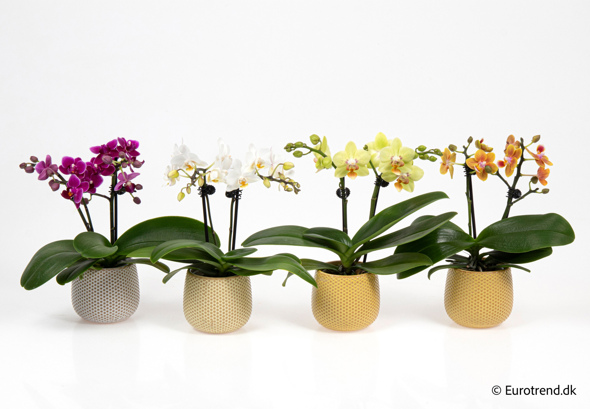 Phalaenopsis in Easter ceramic 2026, D 6