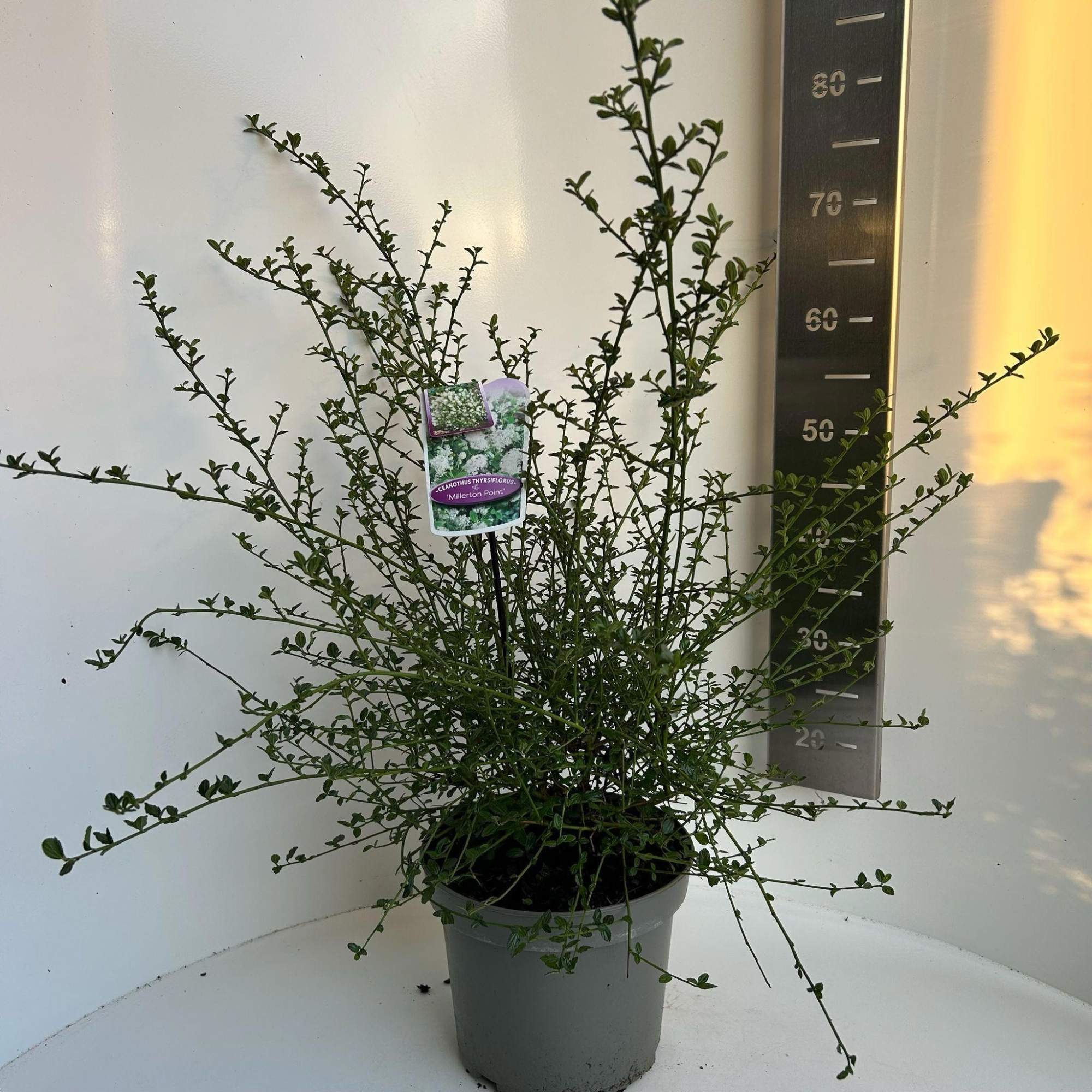 Ceanothus thyr. 'Millerton Point', D 23