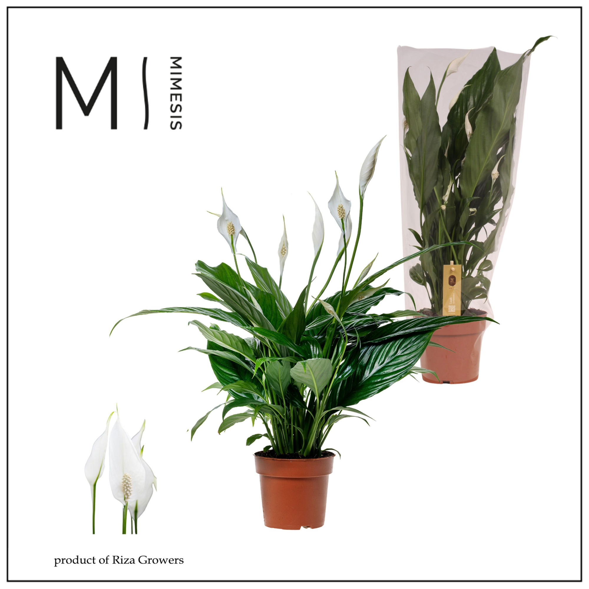 Spathiphyllum Sweet Benito - 13 cm, D 13