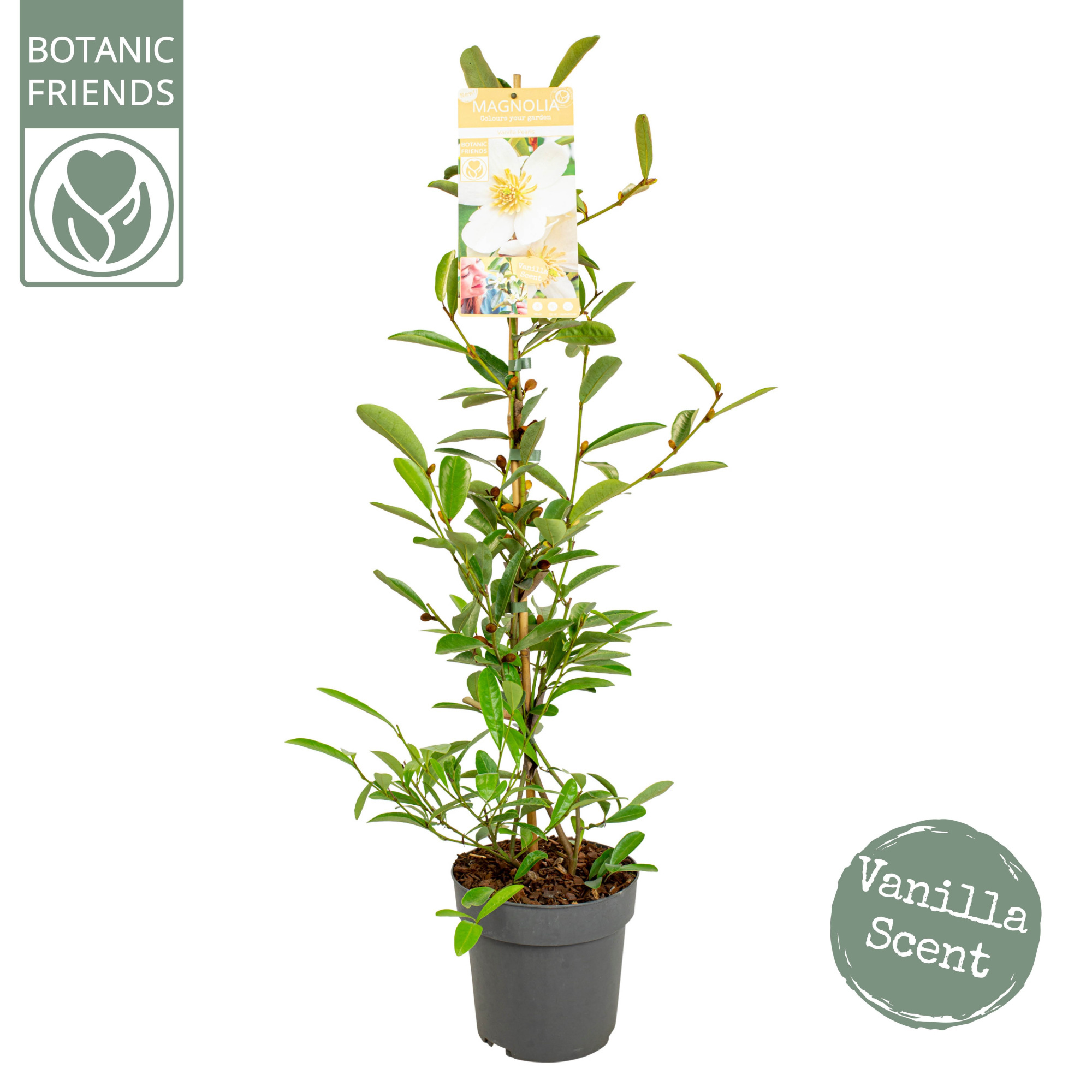 Magnolia 'Vanilla Pearls' ® Piramide, D 19