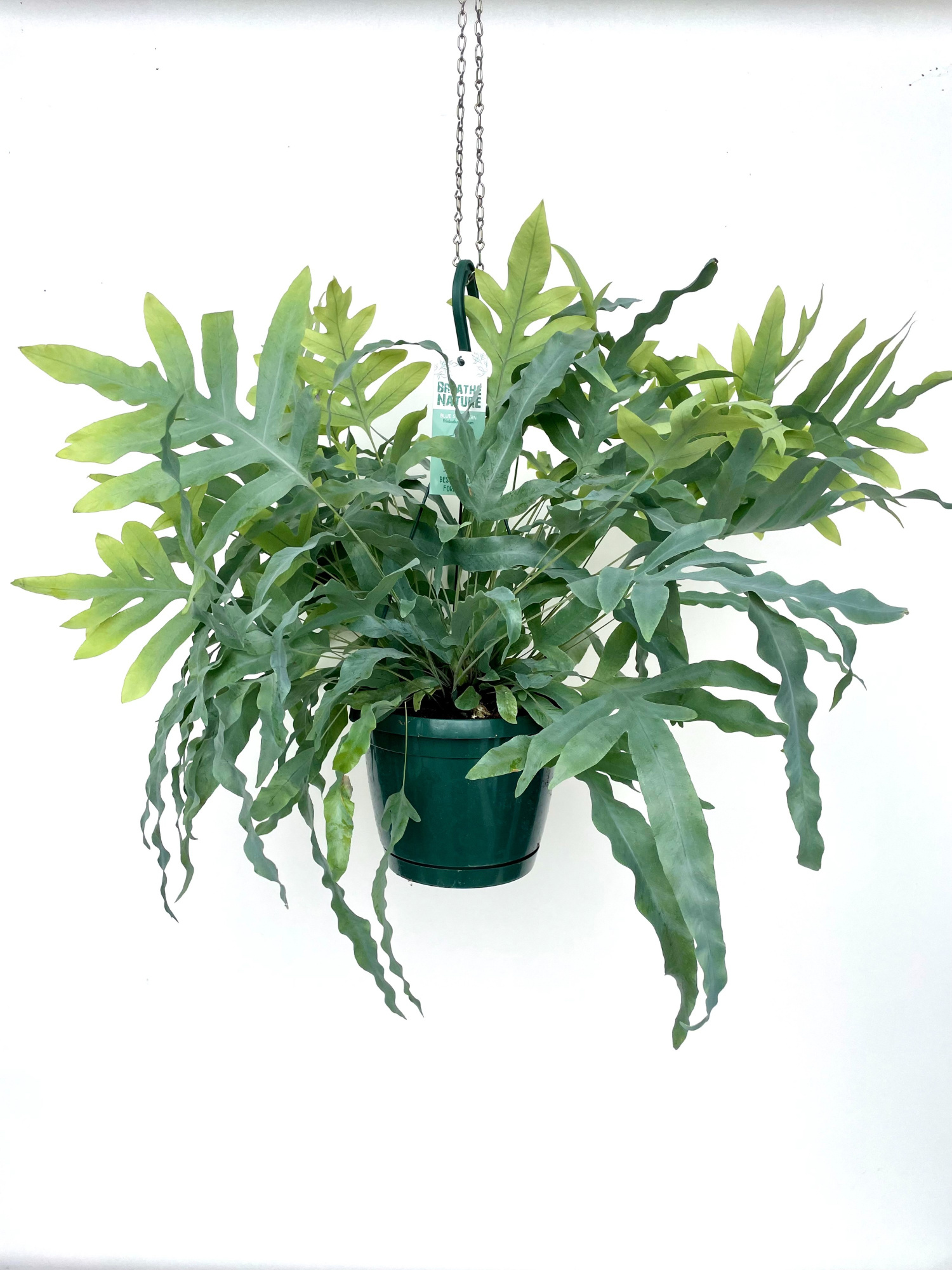 Phlebodium aureum 18 cm, D 18