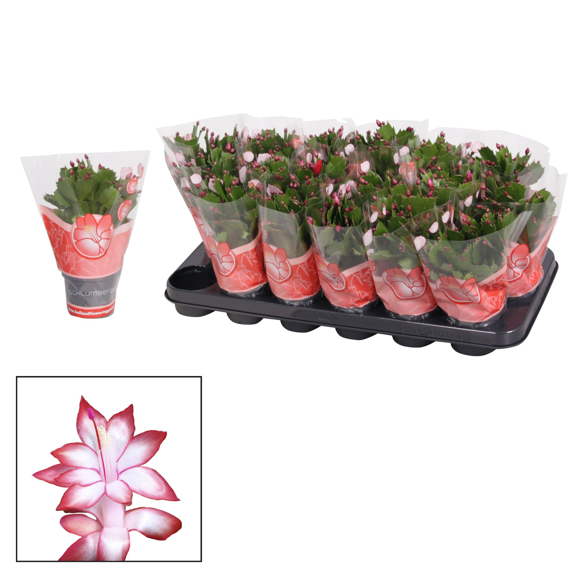 Schlumbergera - 9 cm - Red (Exotic), D 9