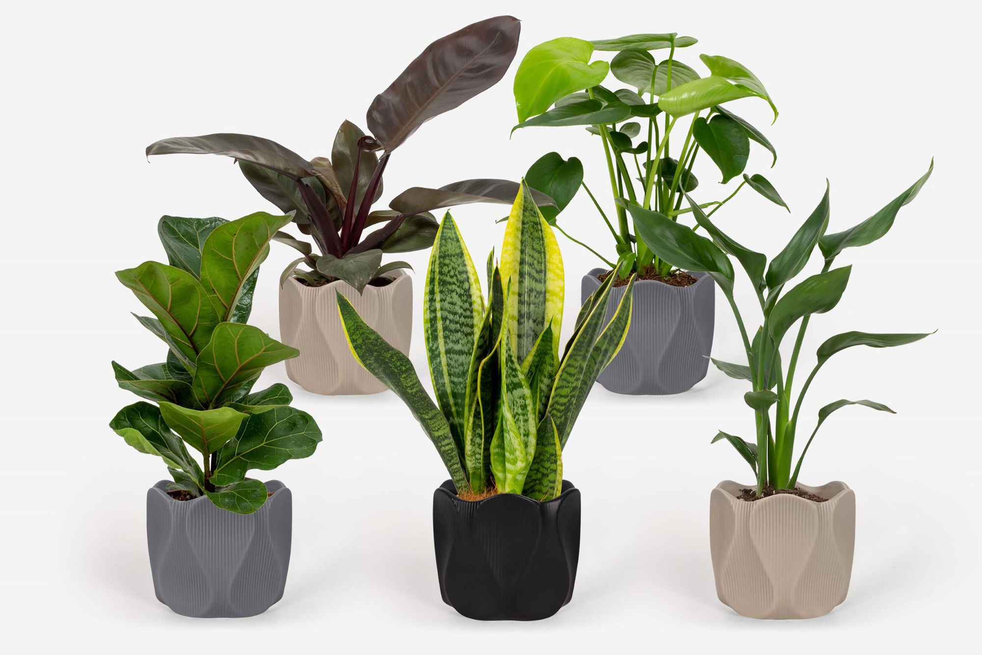 2025 - Groen Mix 12cm - Royal - Monarchidea, D 12