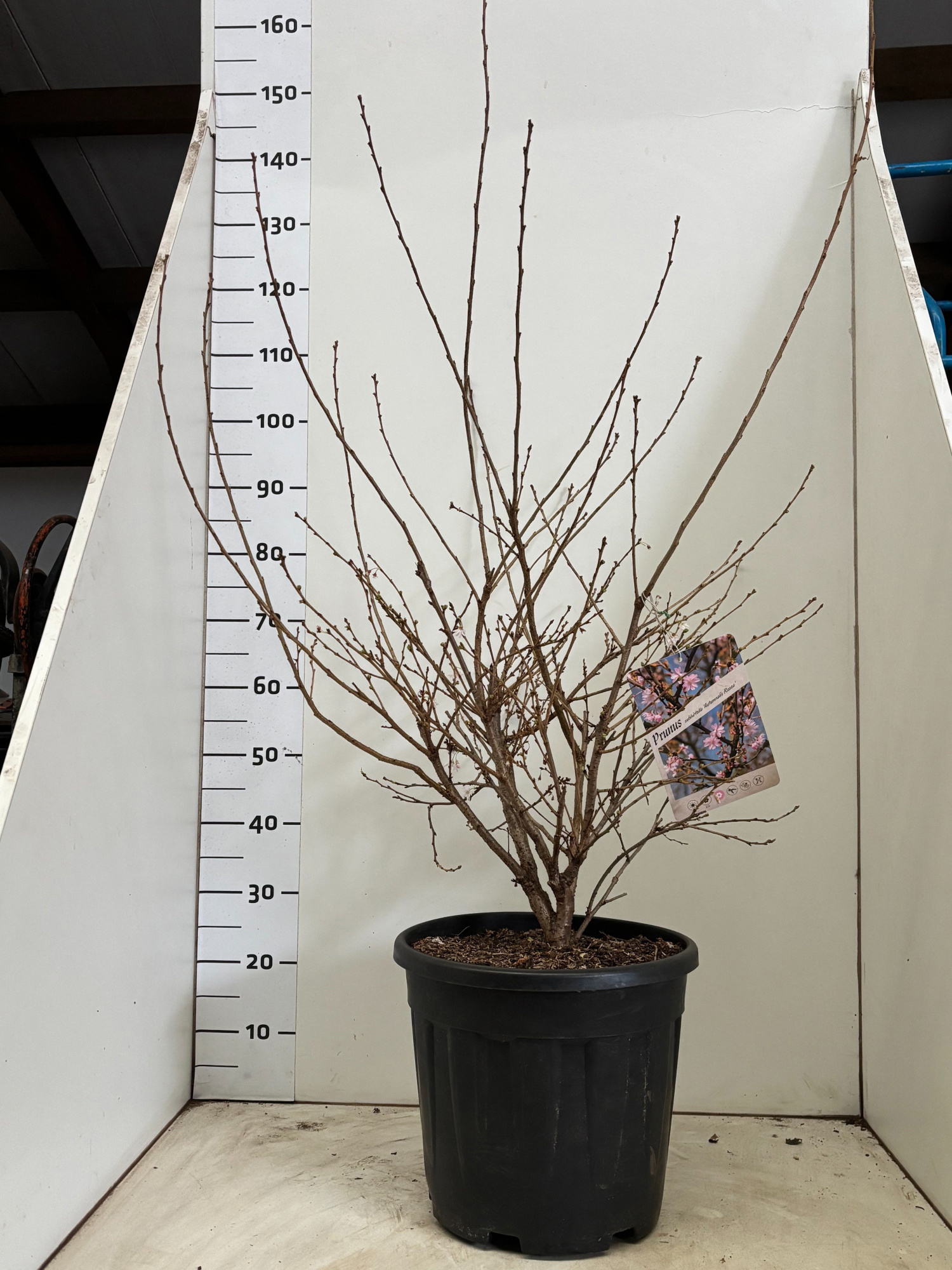 PrunussubAutumnalisRosea, D 34