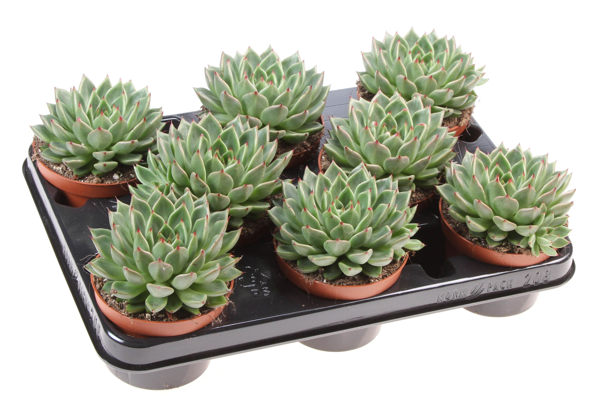Echeveria black tip, D 10,5