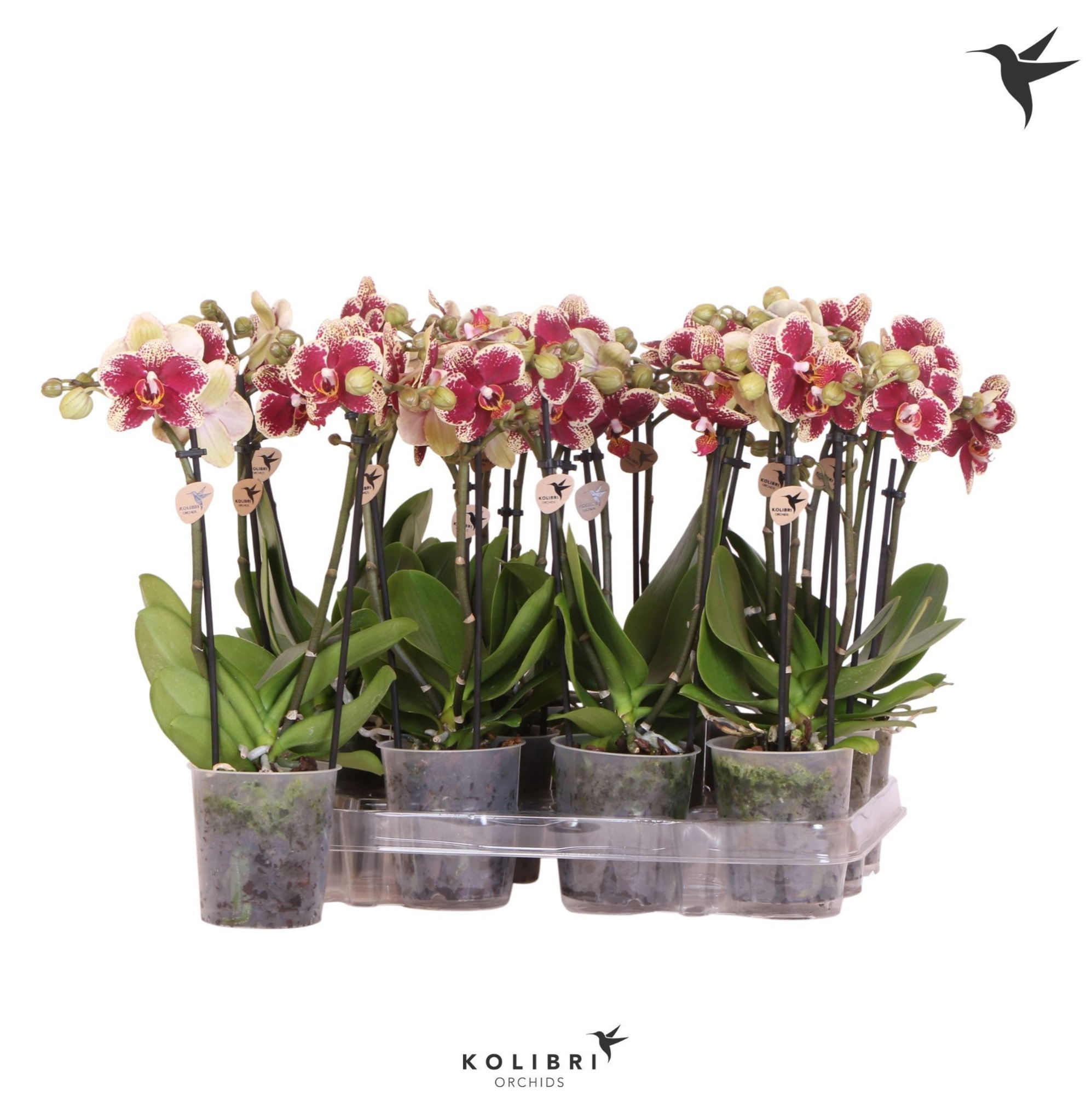 Kolibri Orchids Phalaenopsis Diamond 2 spike no label, D 9