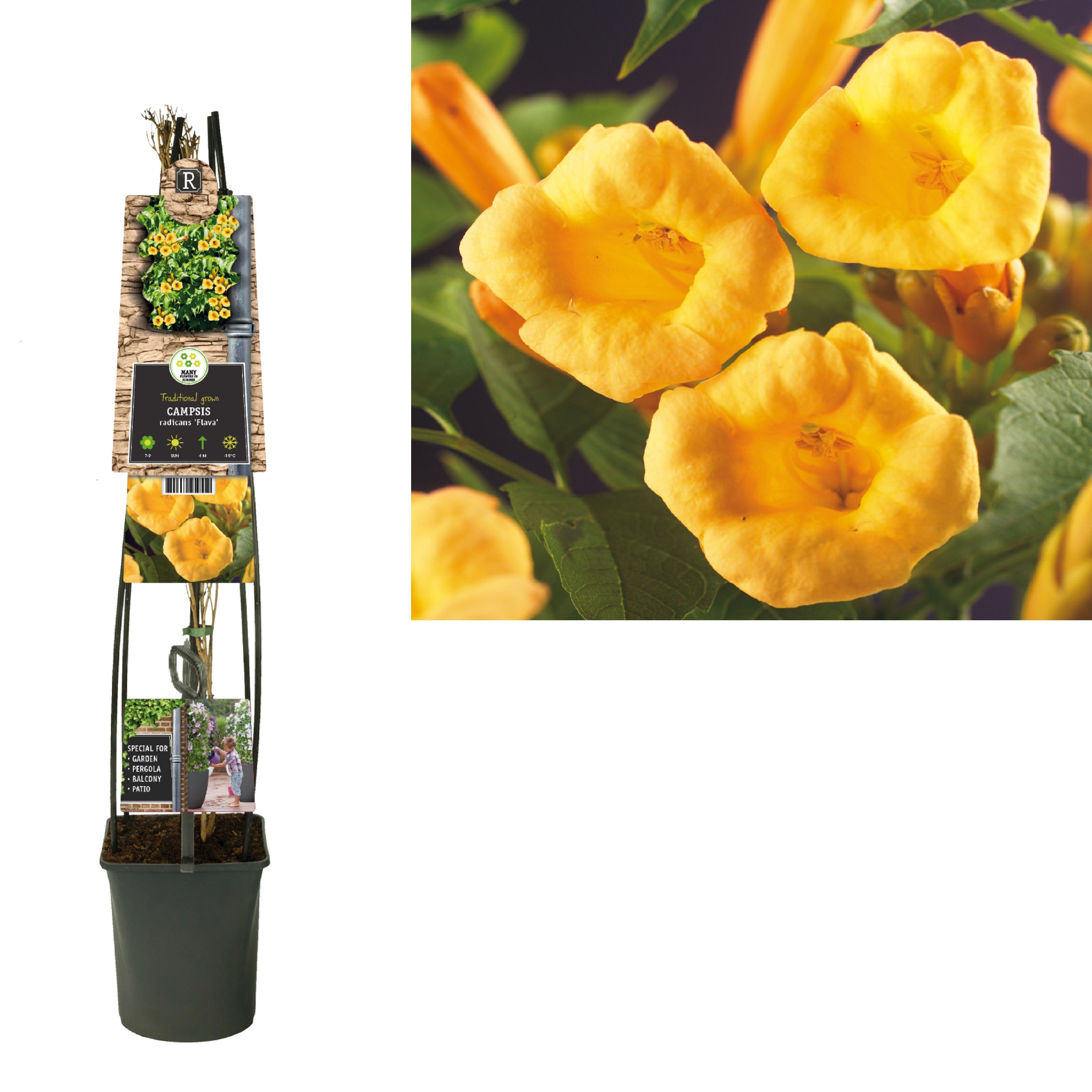 Campsis t. radicans 'Flava' +3.0 label, D 23