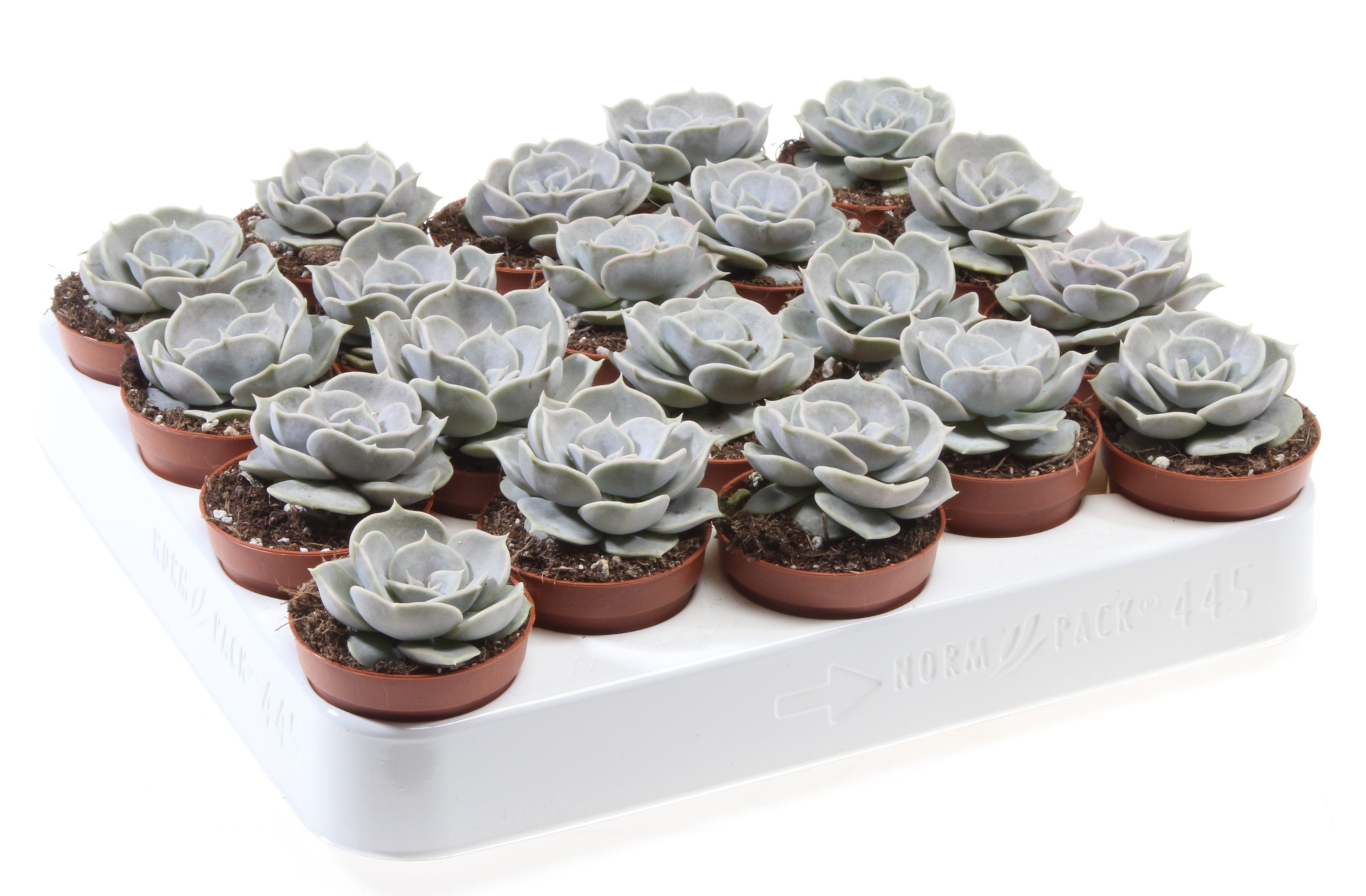 Echeveria lilacina, D 5,5