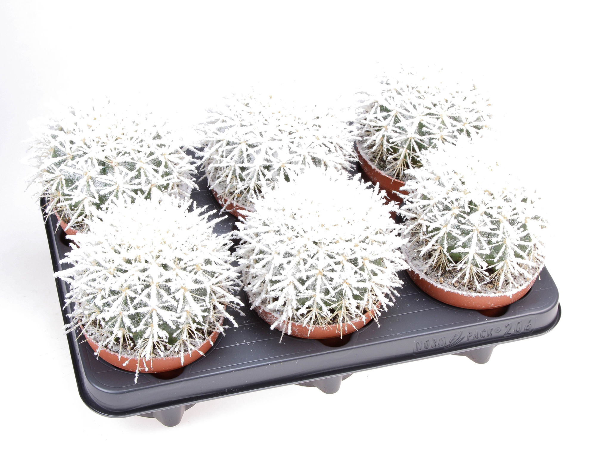 Grusonii + bio snow, D 12