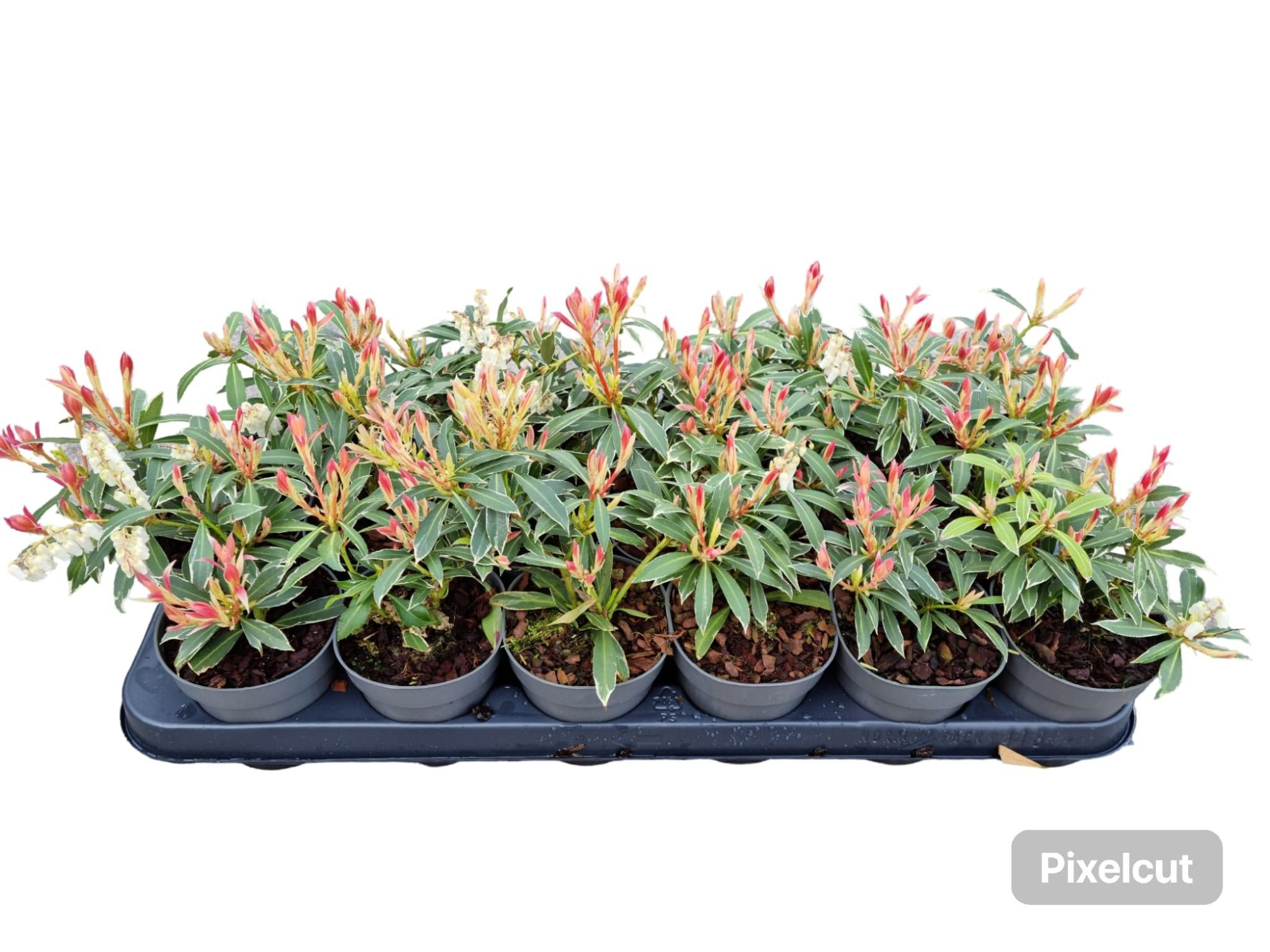Pieris Flaming Silver, D 9