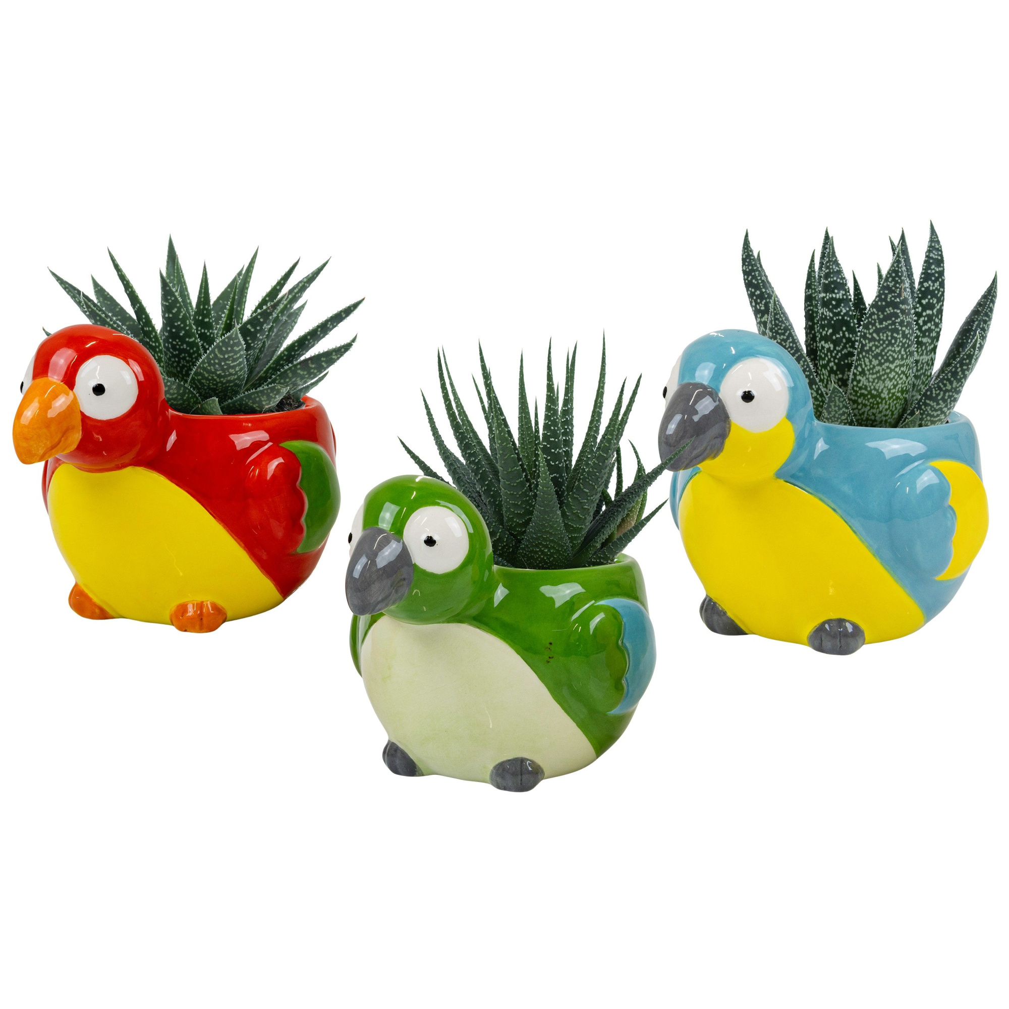 Island Birds with Succulent mix, D 6