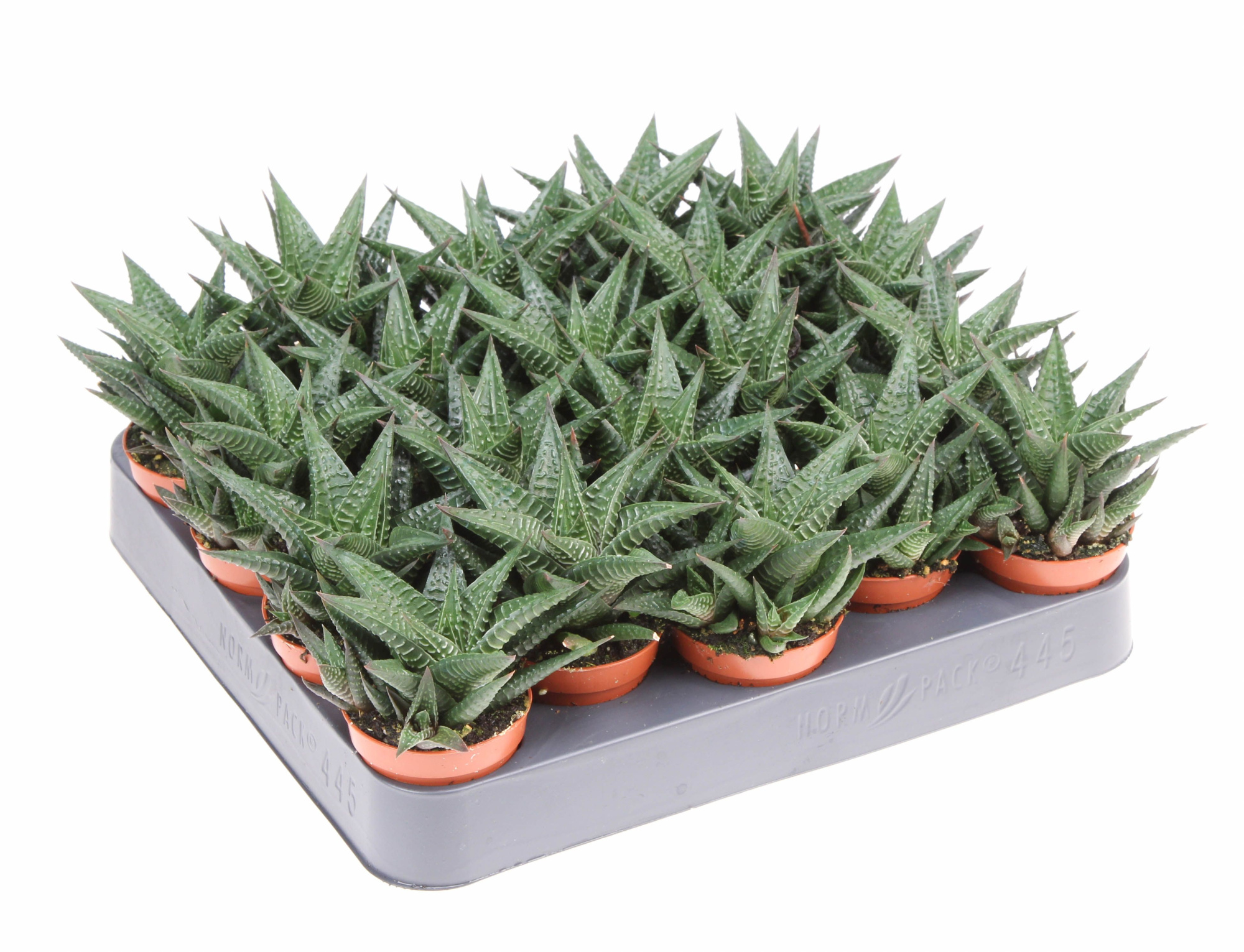 Haworthia limifolia, D 5,5