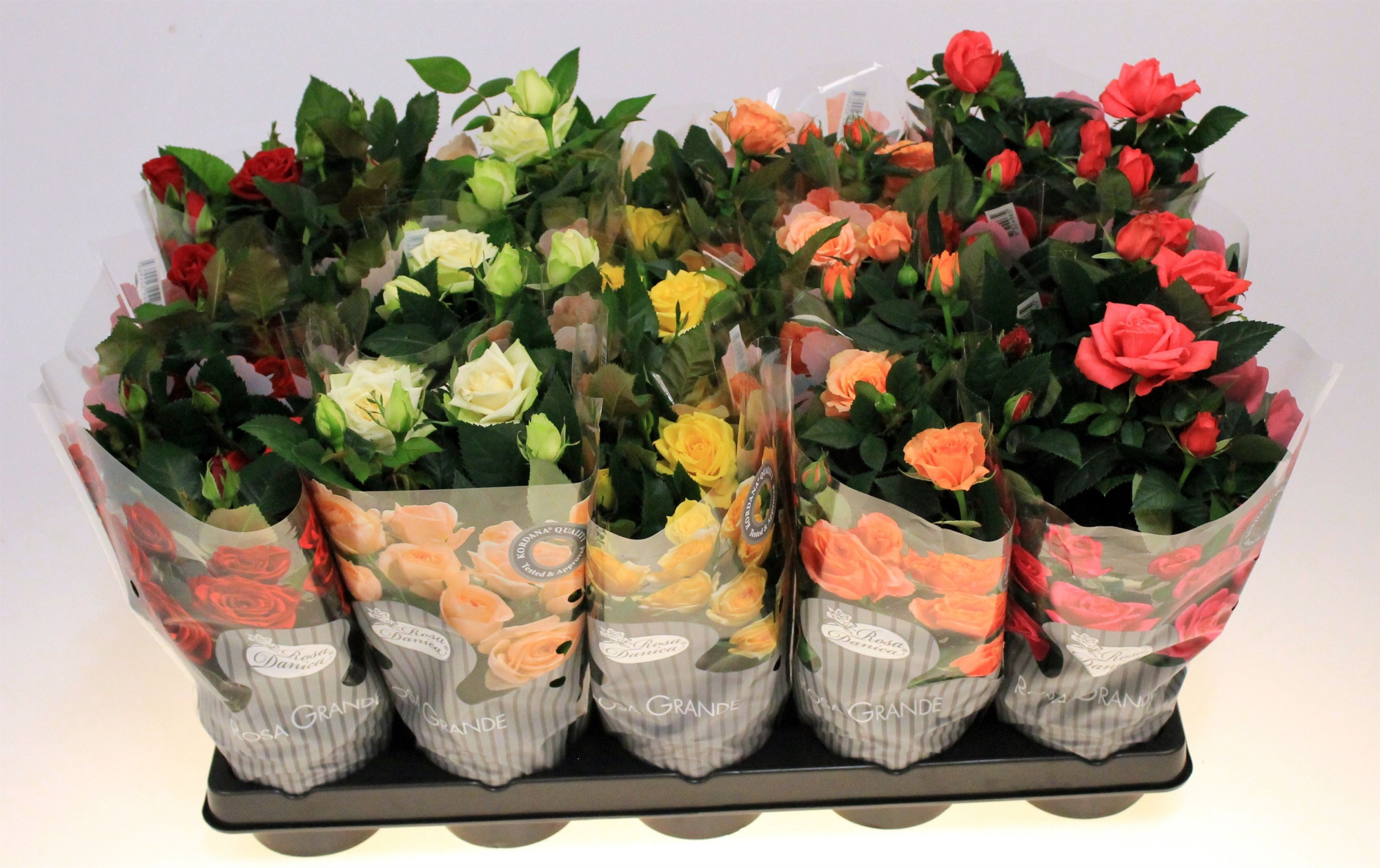 Rosa gemengd Kordana Grande (Grootbloemig), D 10,5