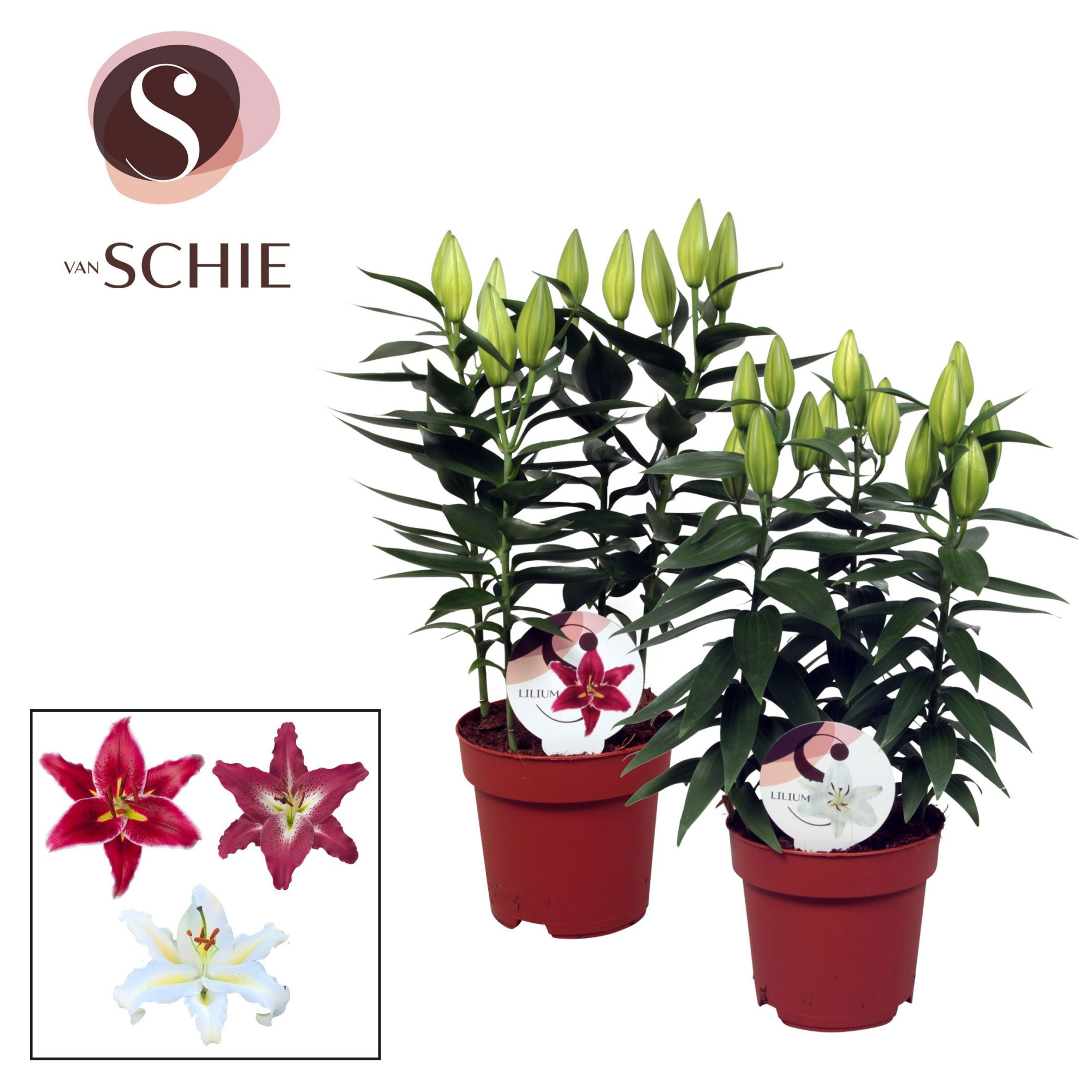 Lilium Oriental Mix 17cm, D 17