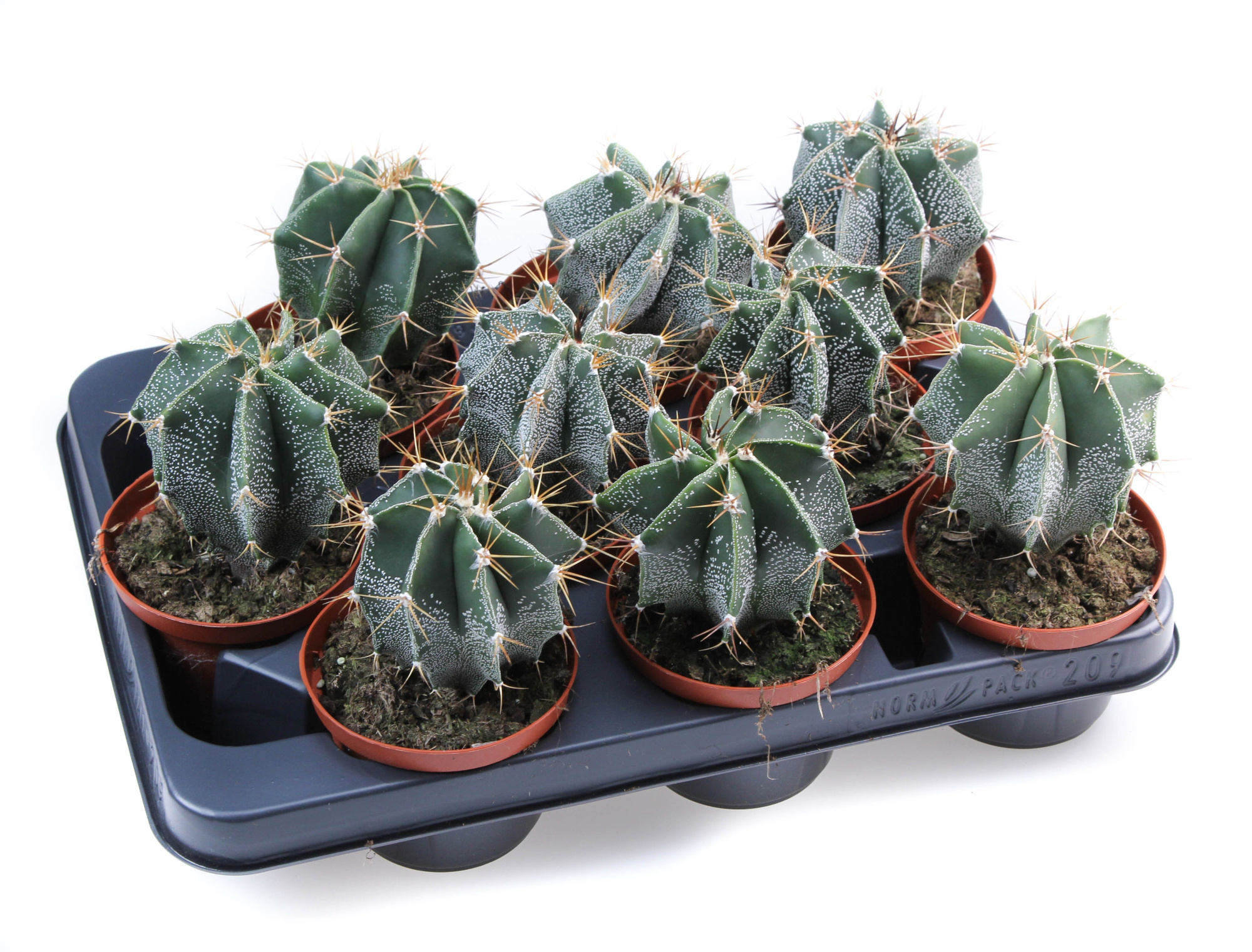 Astrophytum ornatum, D 10,5