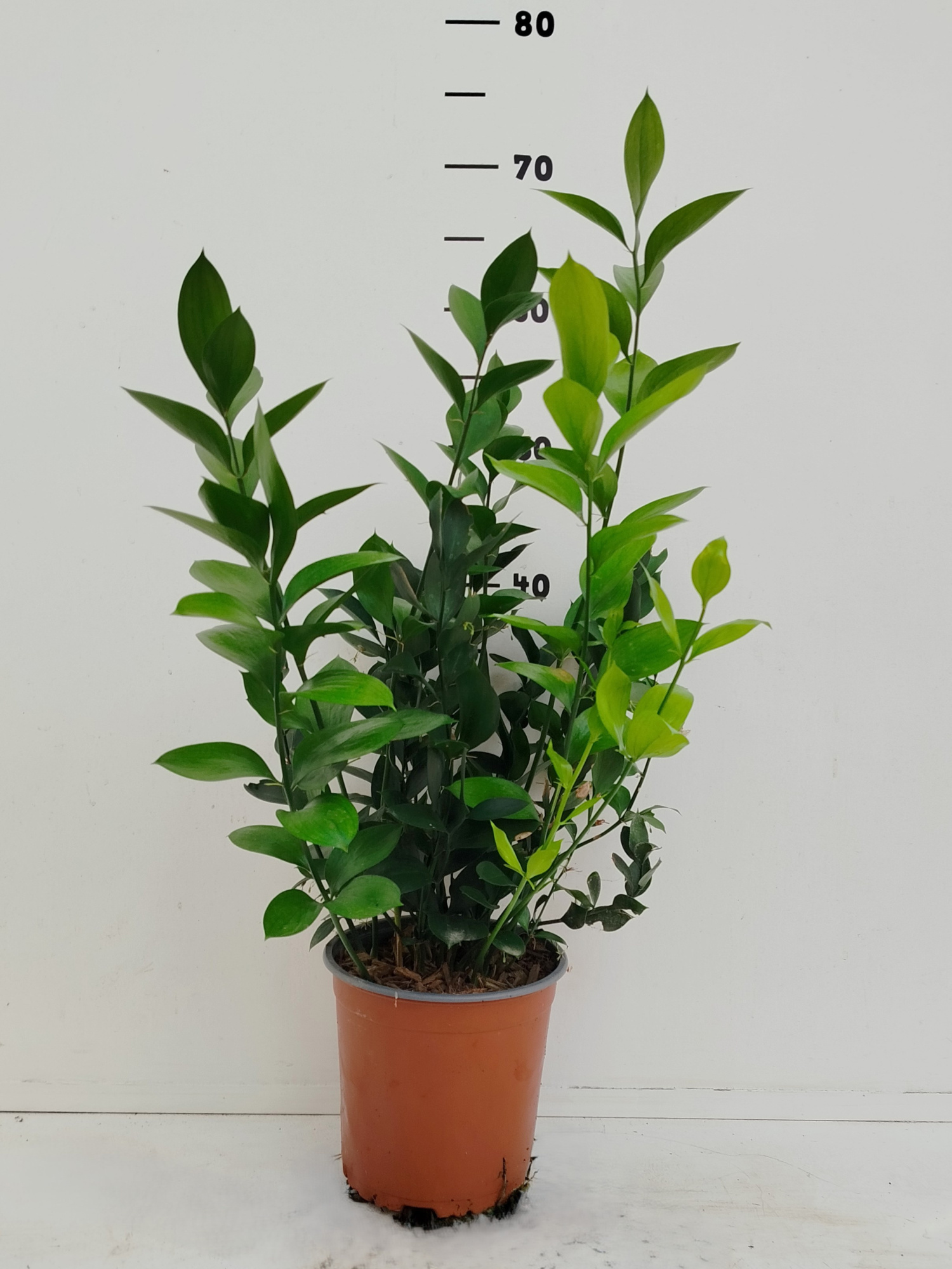 Ruscus hypoglossum, D 17