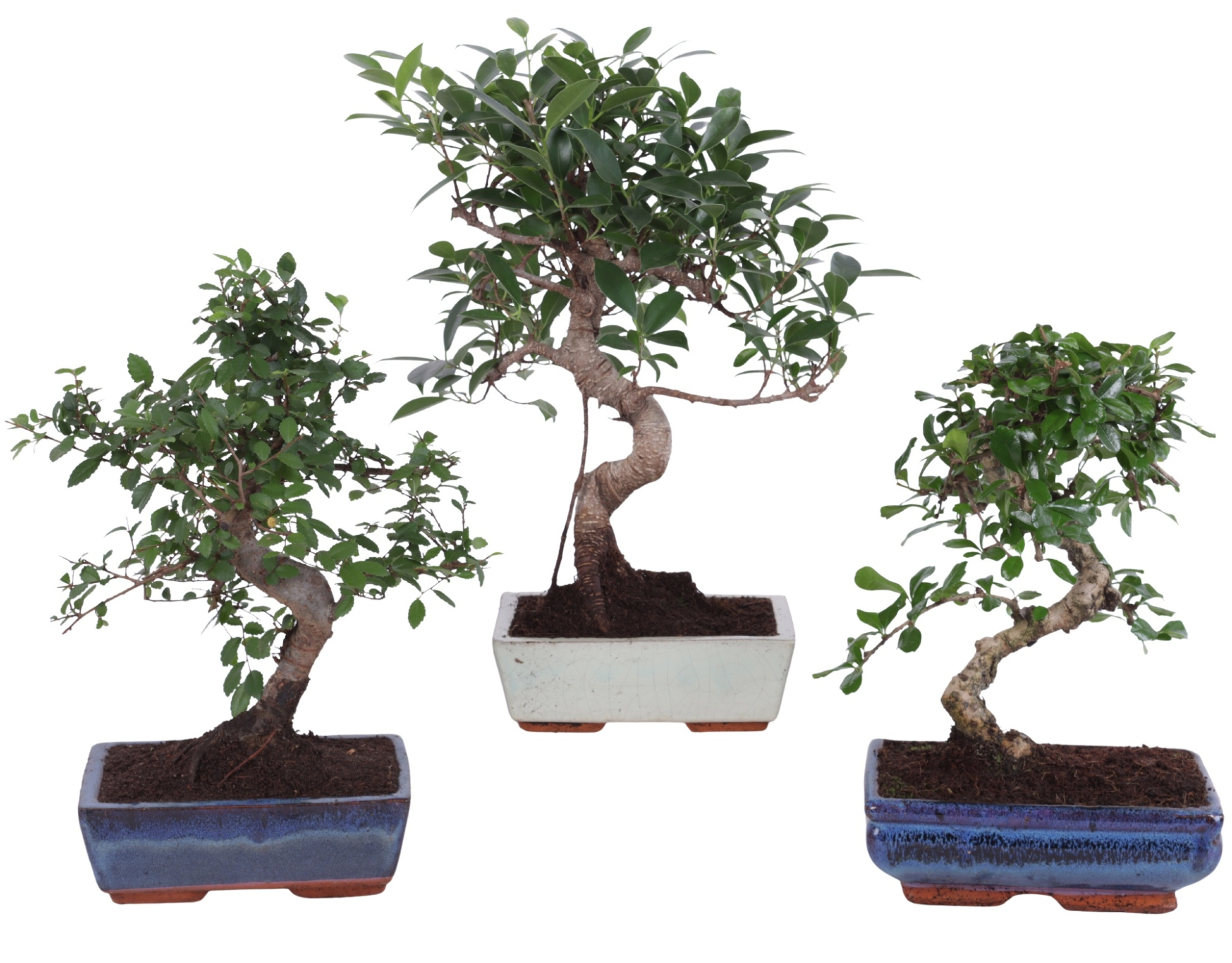 Bonsai Mix in ø20cm Ceramic S-Shape, D 20