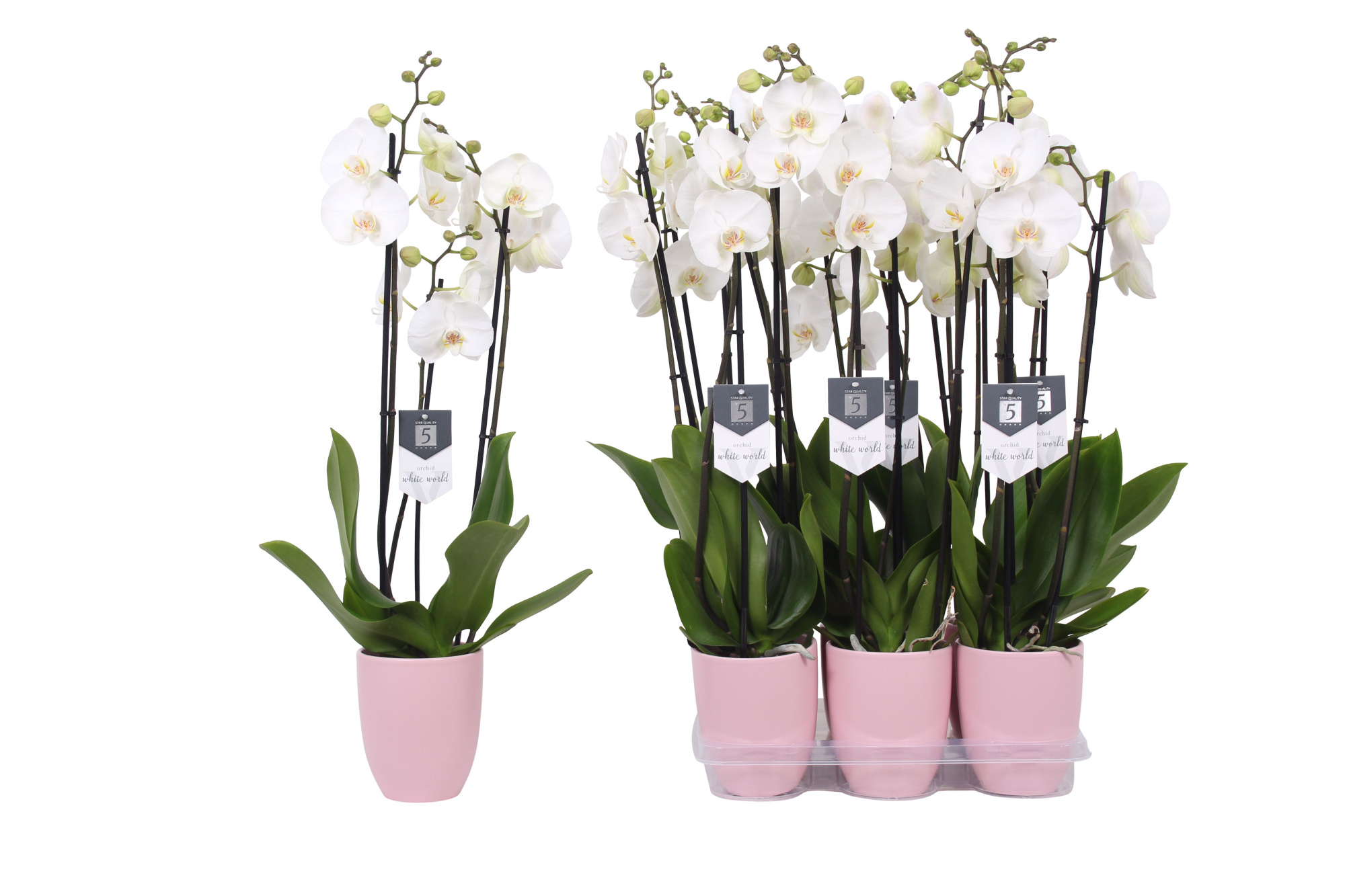 Phalaenopsis White World, 3-spike Pink Ceramics, D 12