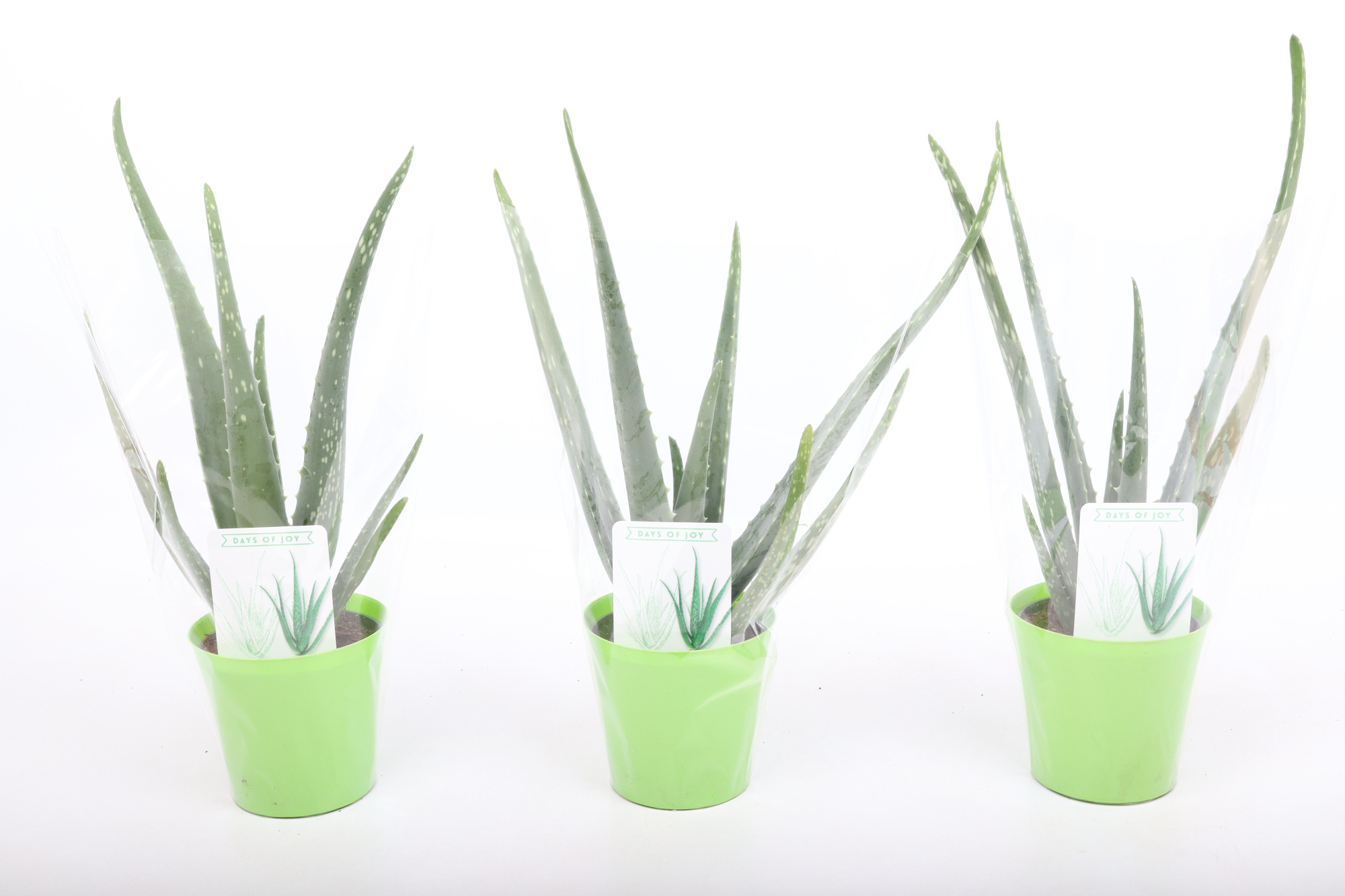 Aloë Vera in sierpot, D 10,5