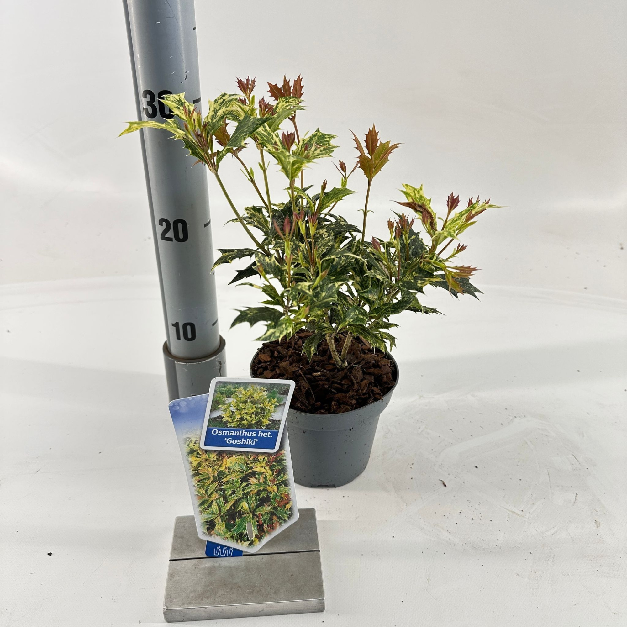 Osmanthus het. ‘Goshiki’, D 13