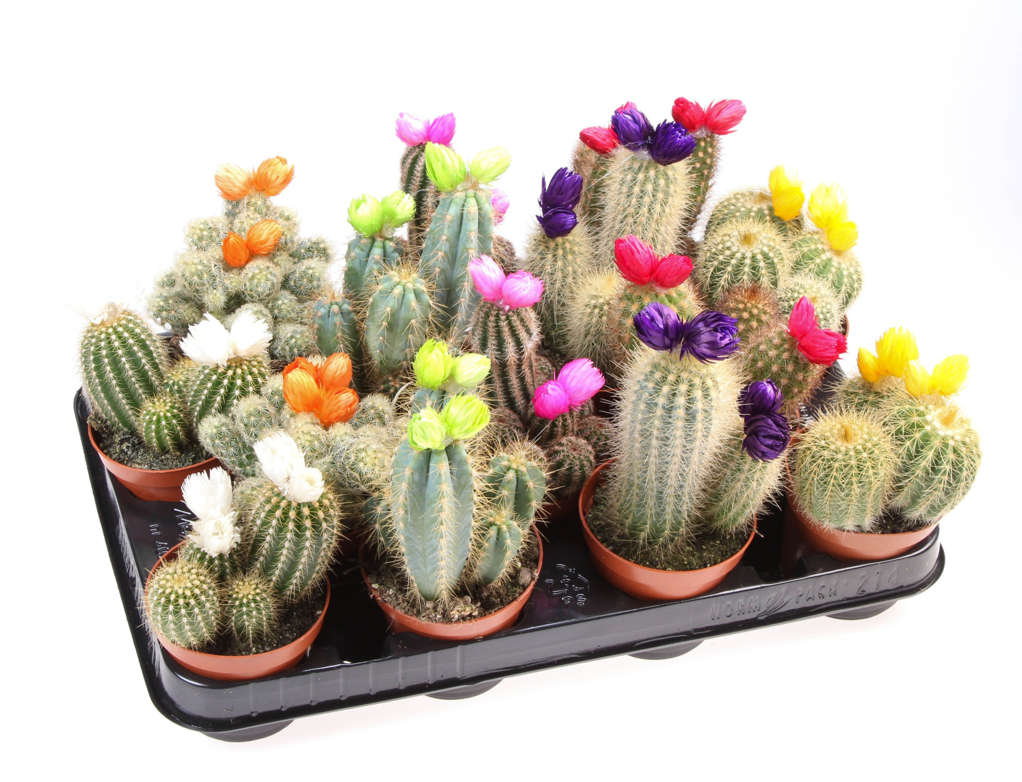 Cactus decoratie strobloem mix, D 8,5