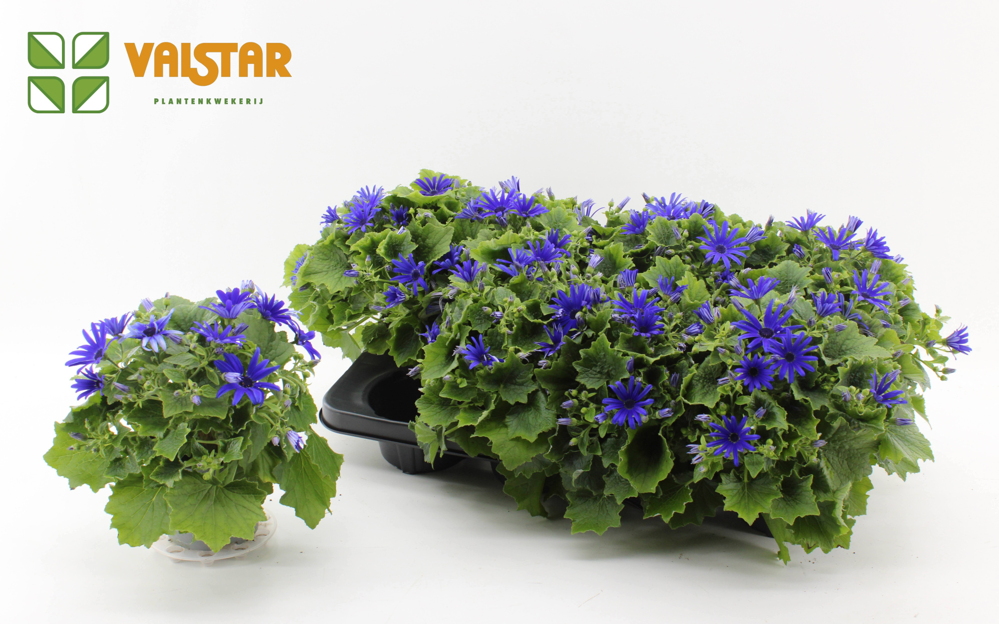 Pericallis Mandala Senetti Blue 12 cm, D 12