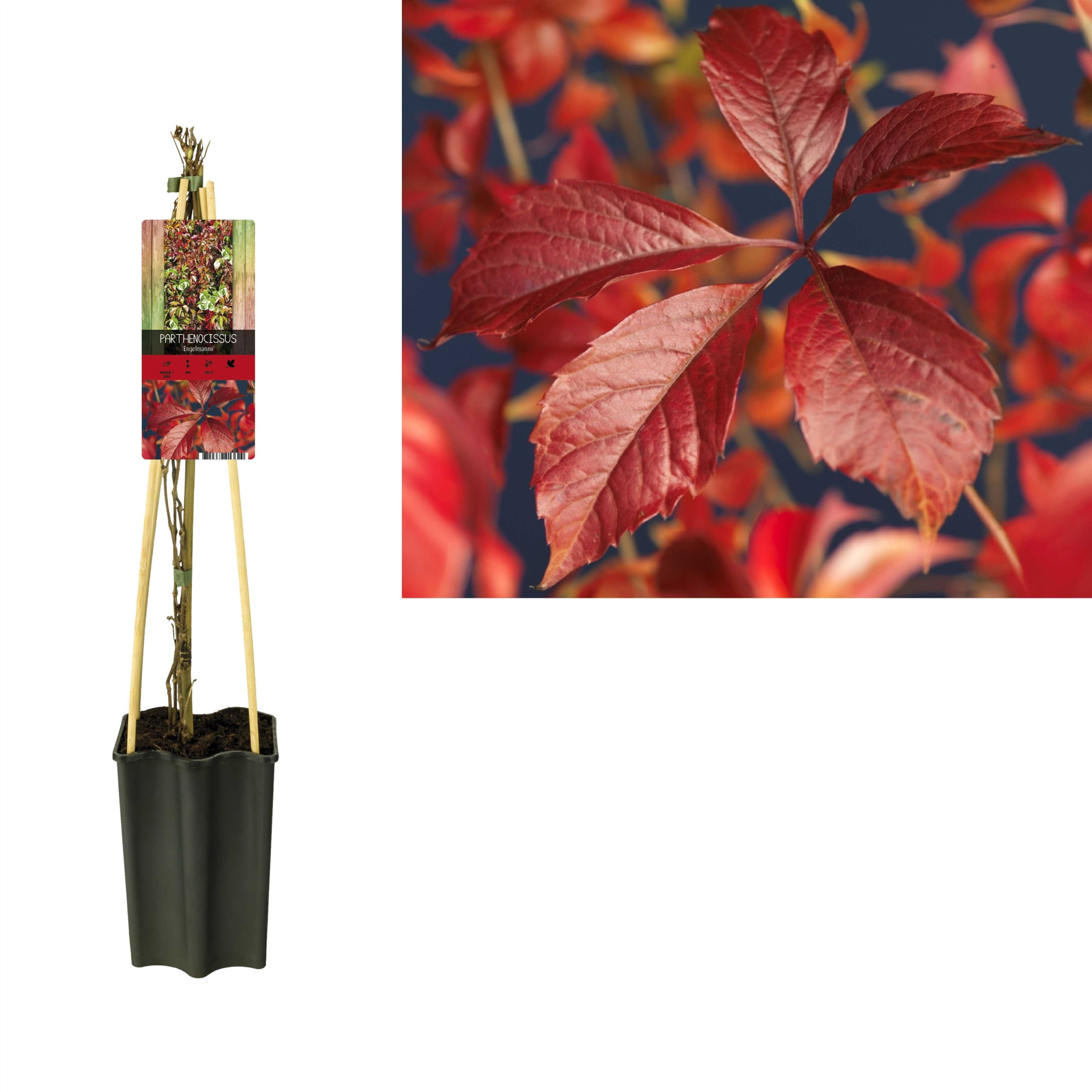 Parthenocissus 'Engelmannii' +light label, D 15
