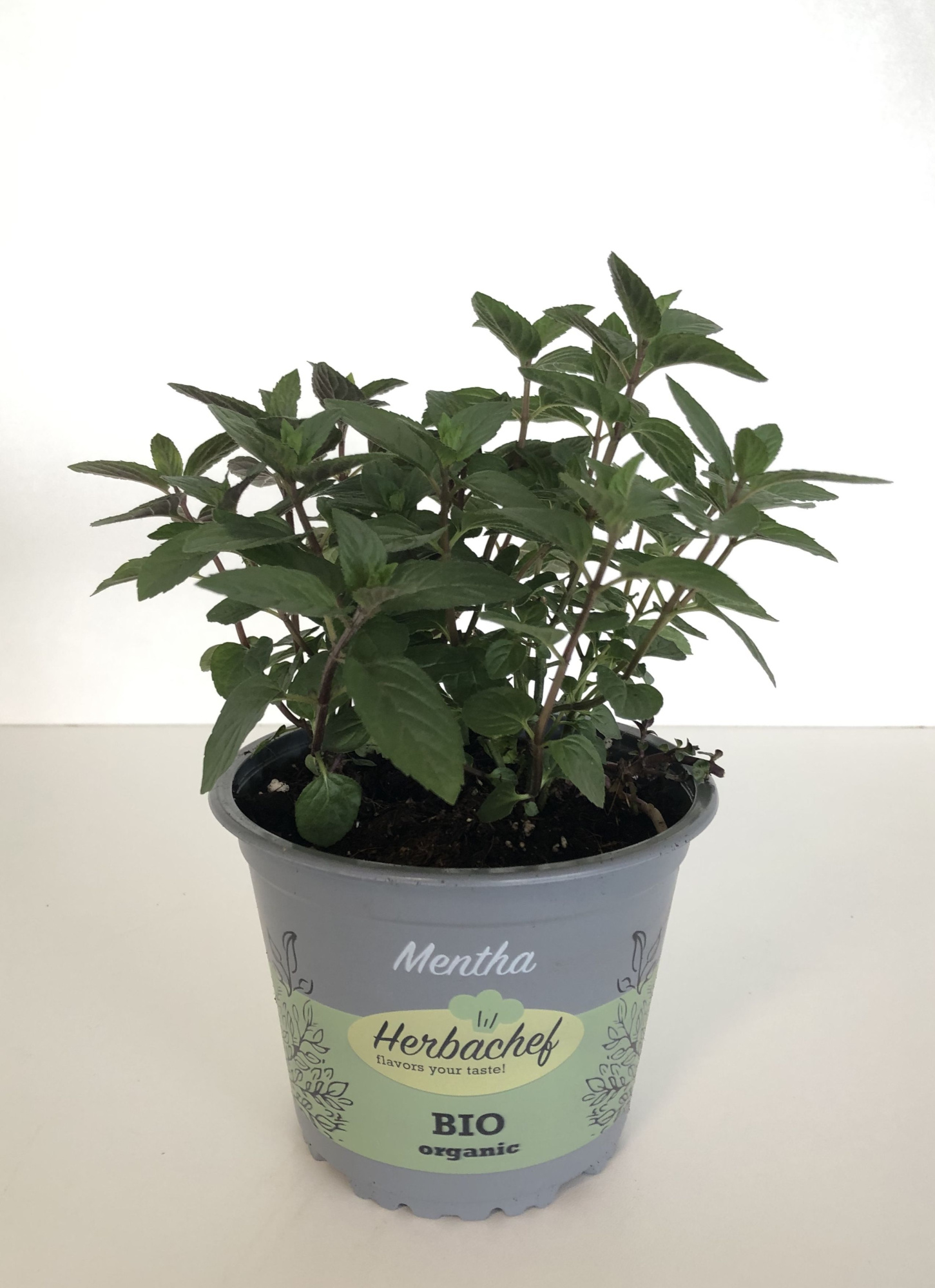 Herbachef BIO kruiden Mentha peperita (stek), D 14