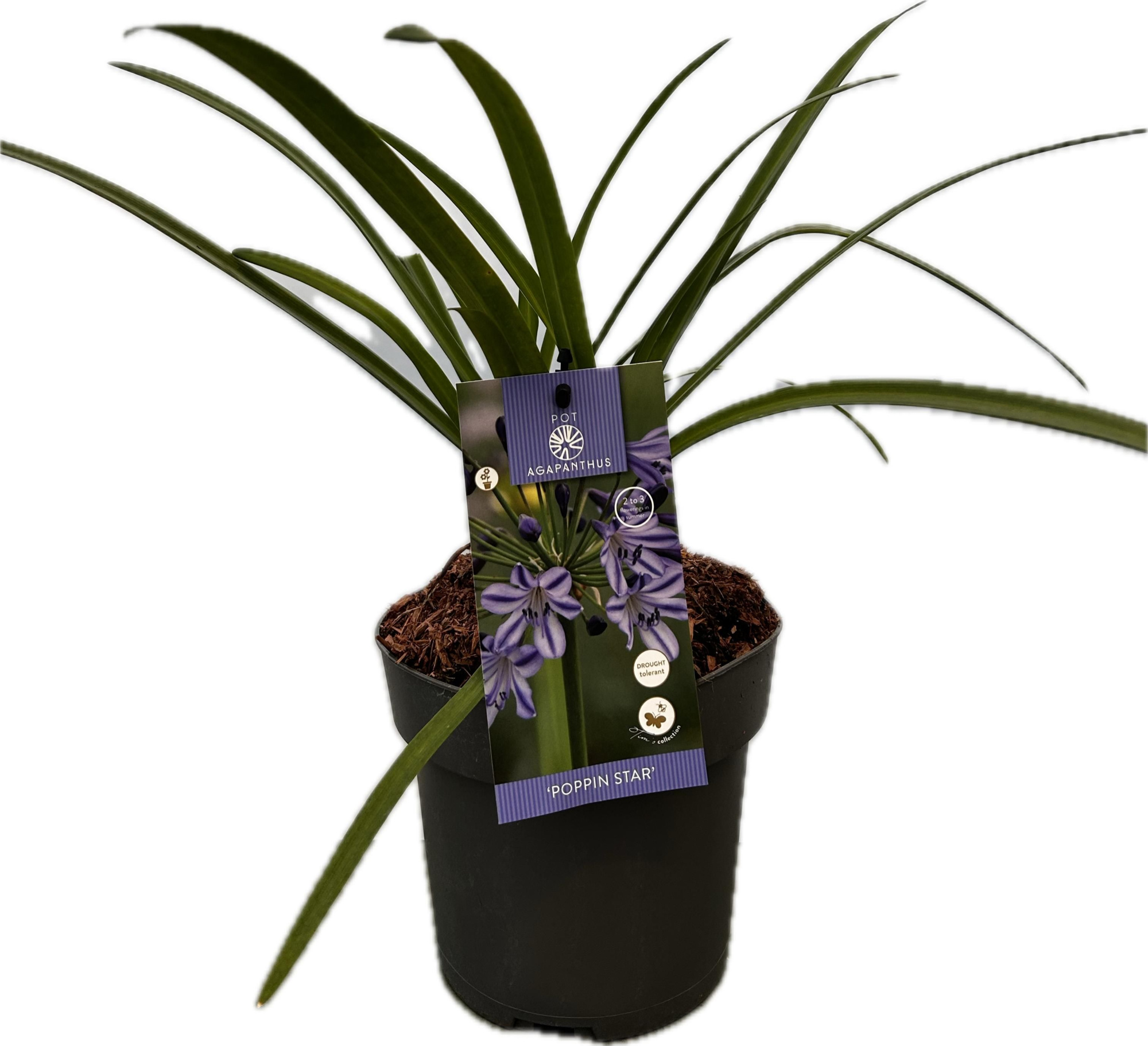 Agapanthus 'Poppin star' P17 EVERGREEN, D 17