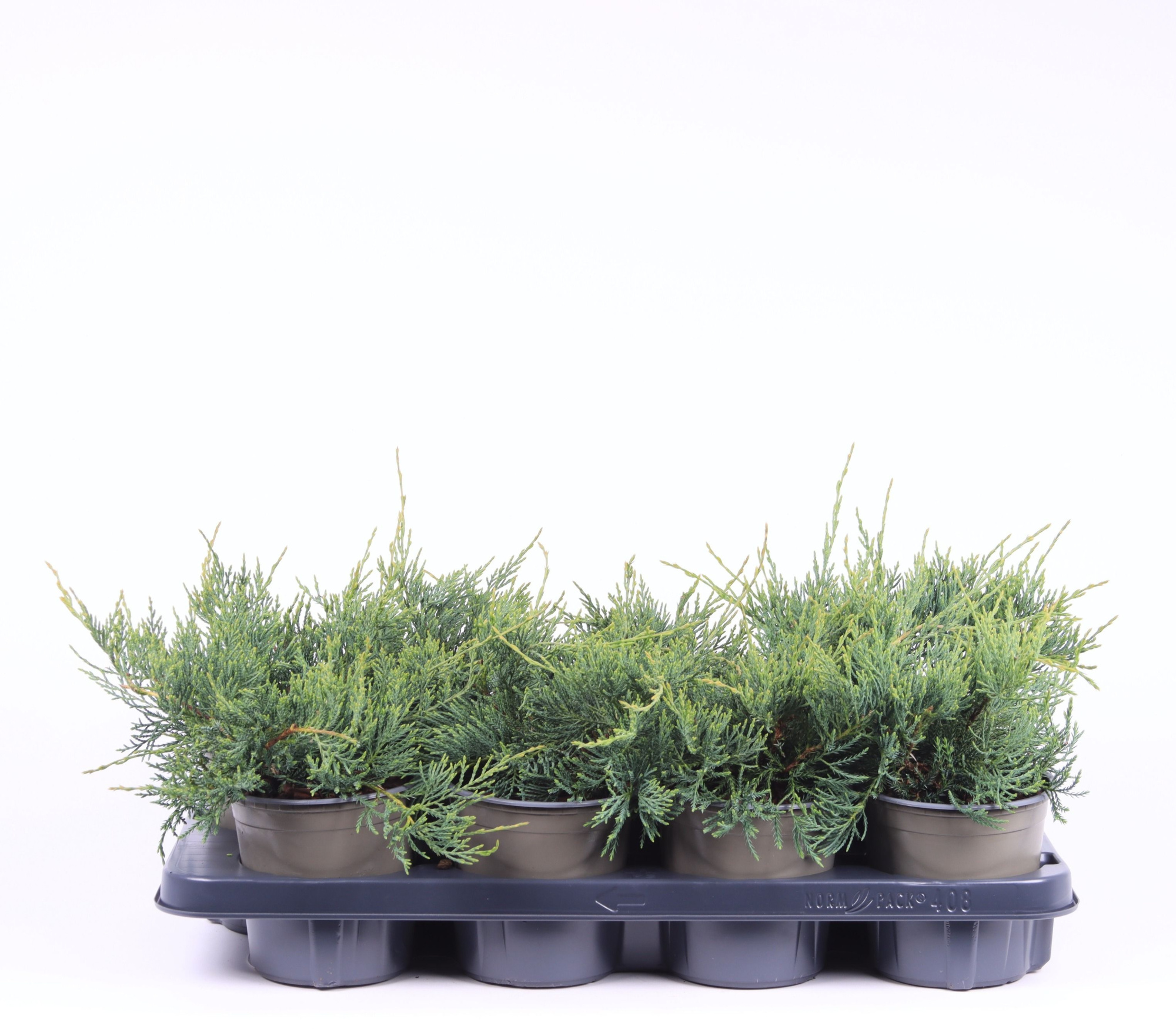 Juniperus virginiana ' Grey Owl', D 13