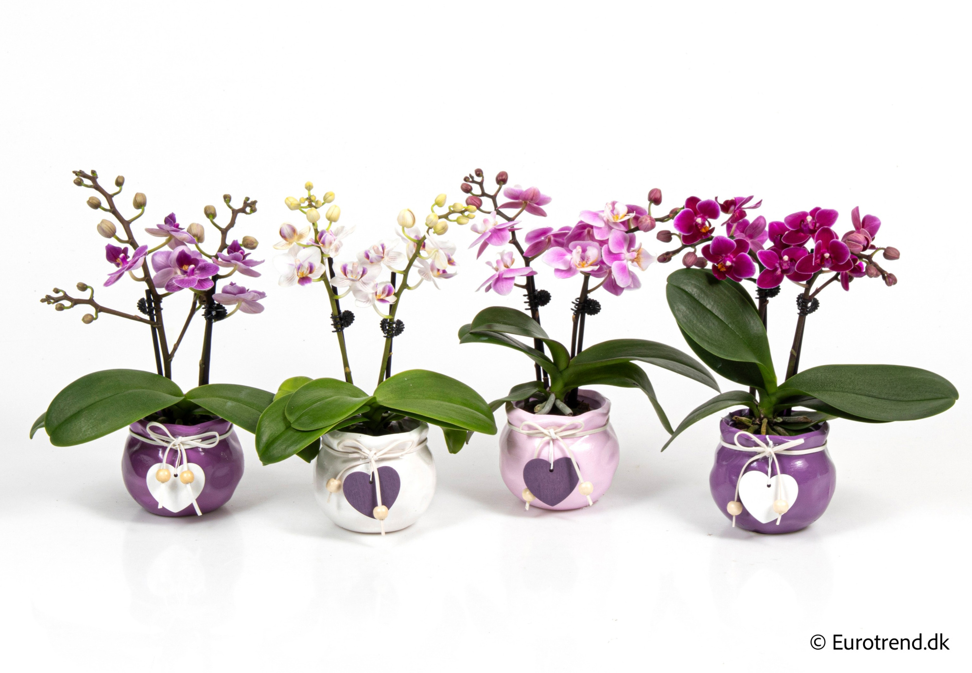 Phalaenopsis in Valentine ceramic 2026, D 6