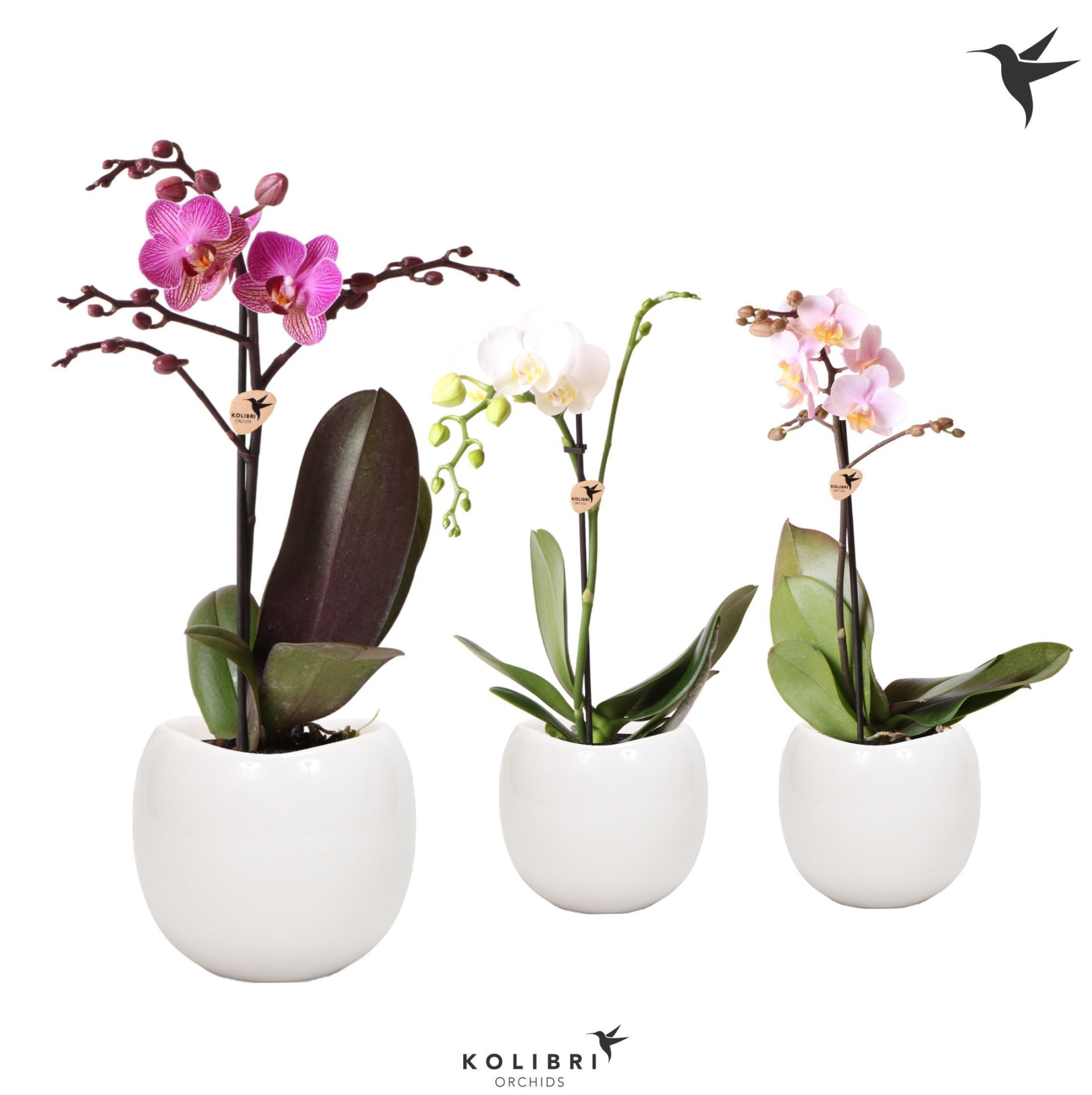 Kolibri Orchids Phalaenopsis Mix 1 spike in Bowl pot, D 9
