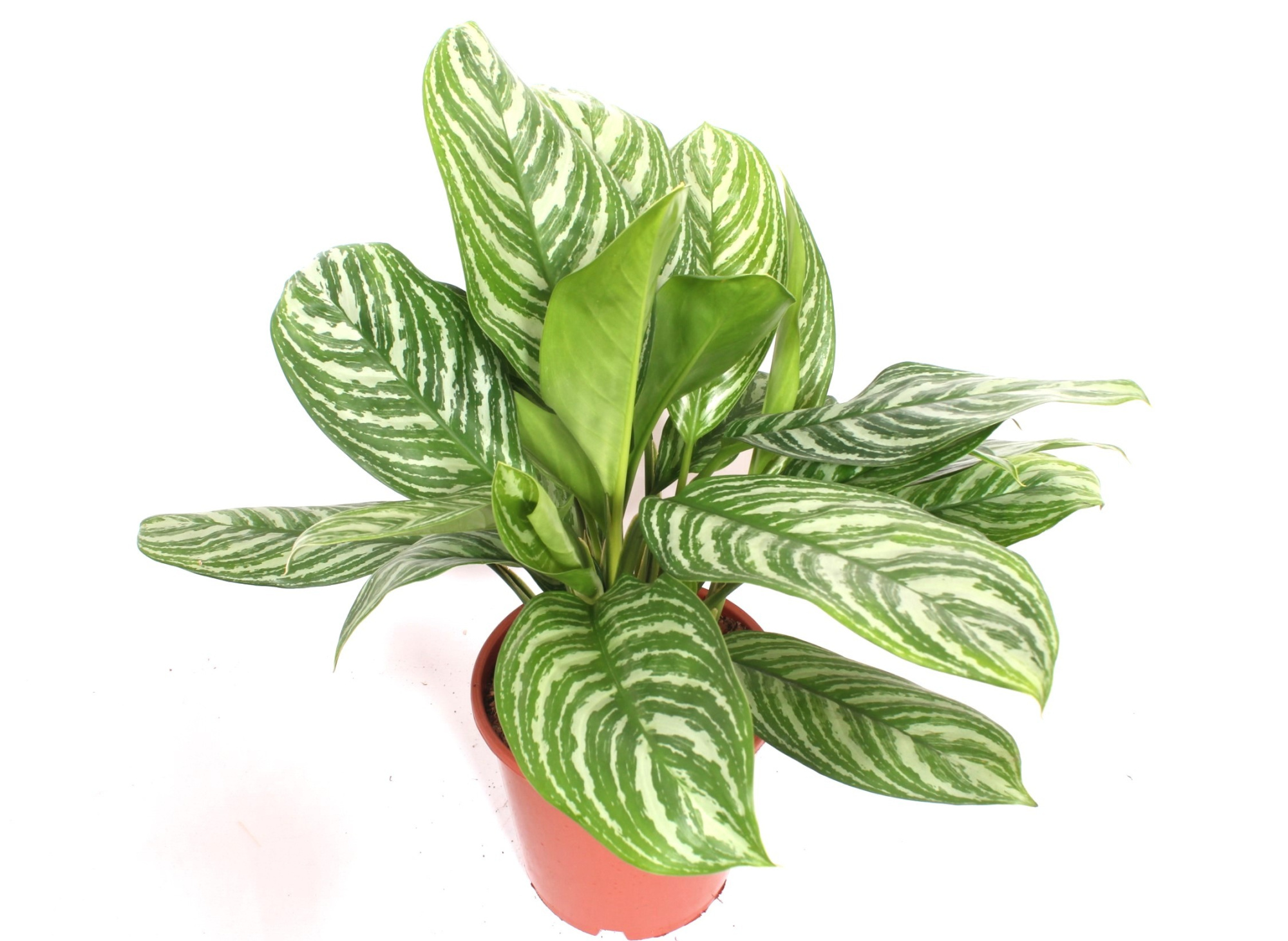 Aglaonema Stripes, D 24