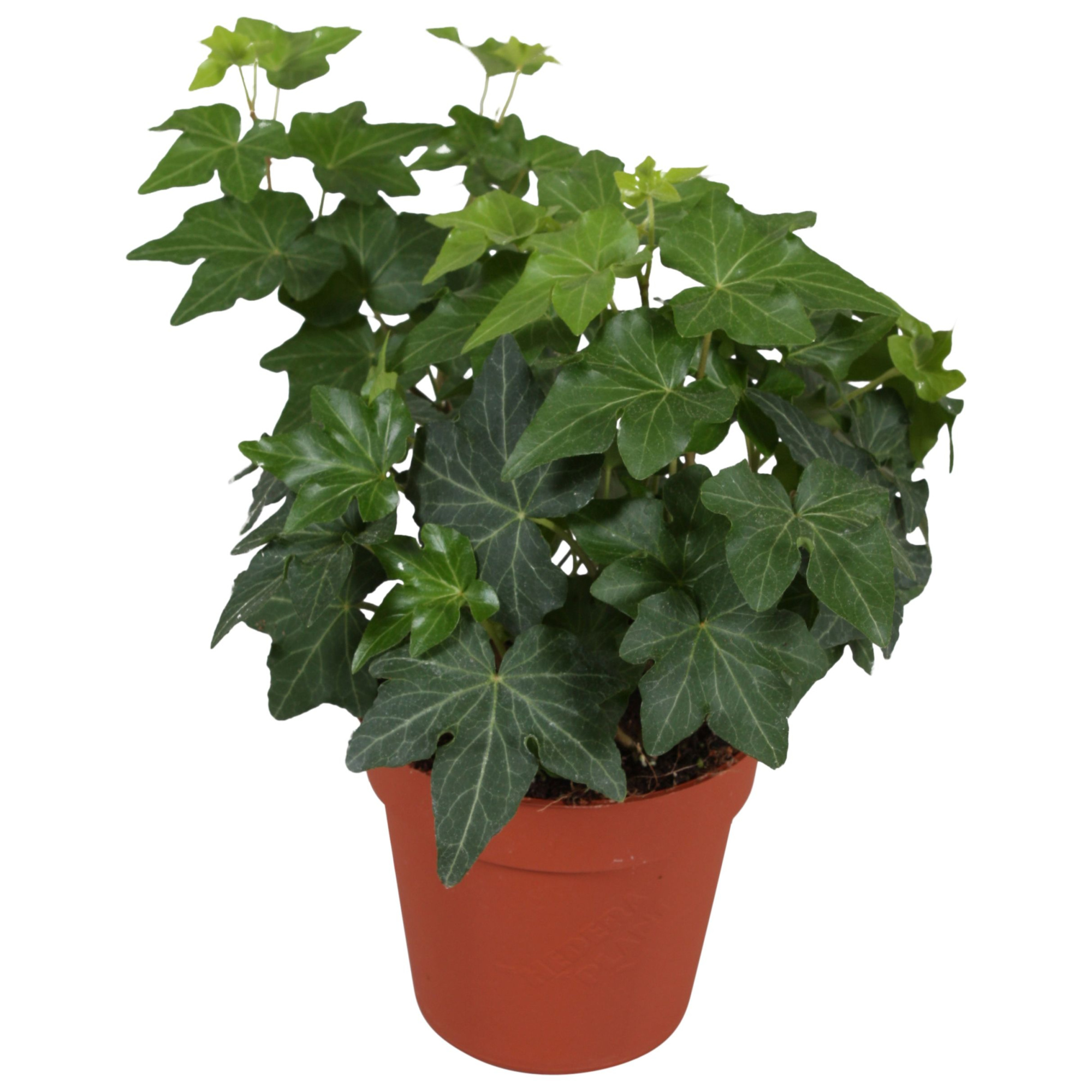 Hedera Brigitte, D 9