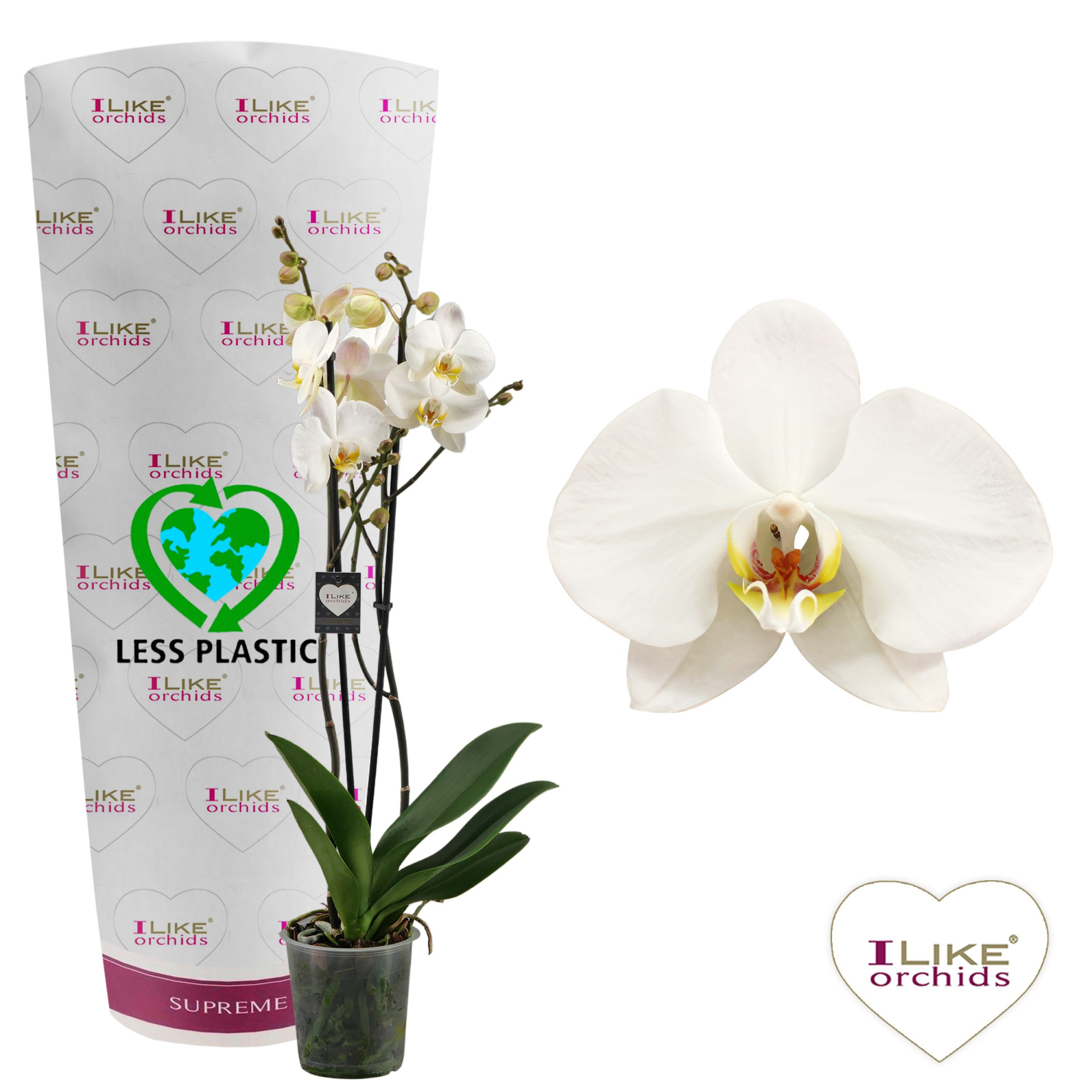 Phalaenopsis London - 2 tak 70cm (Less Plastic), D 12