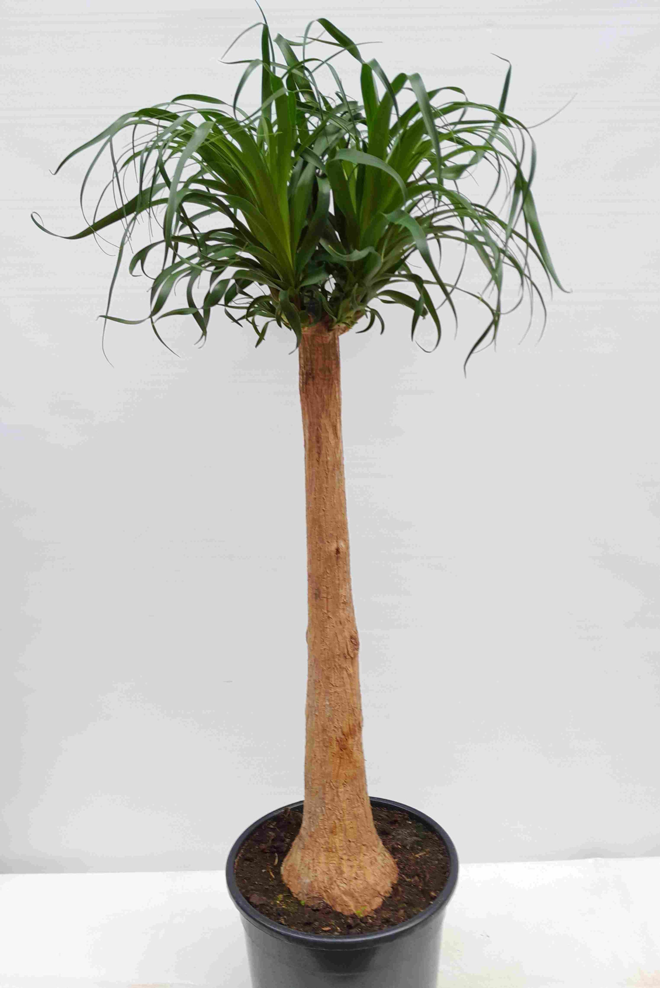 BEAUCARNEA RECURVATA, D 30