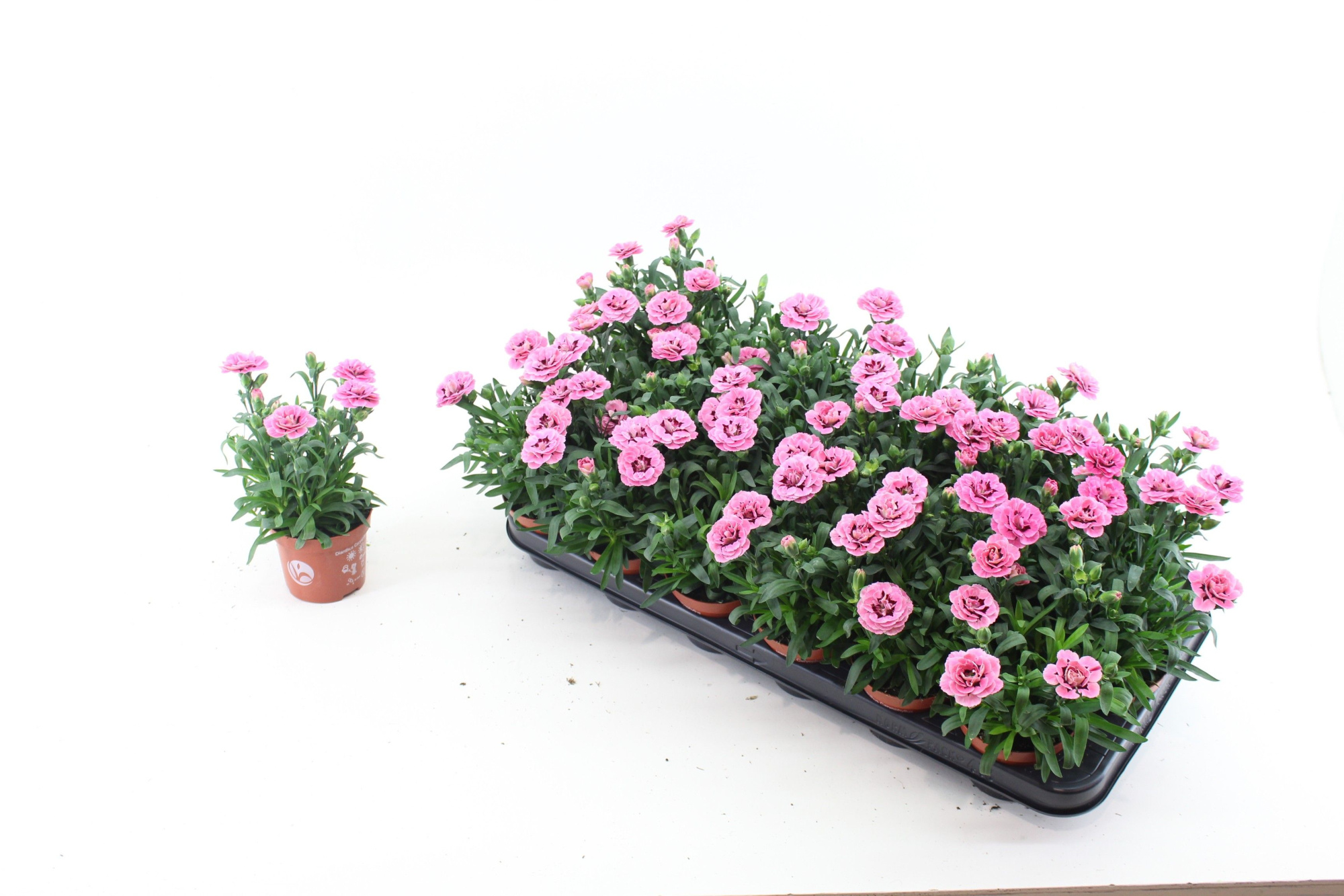 Dianthus Pink and Purple, D 9