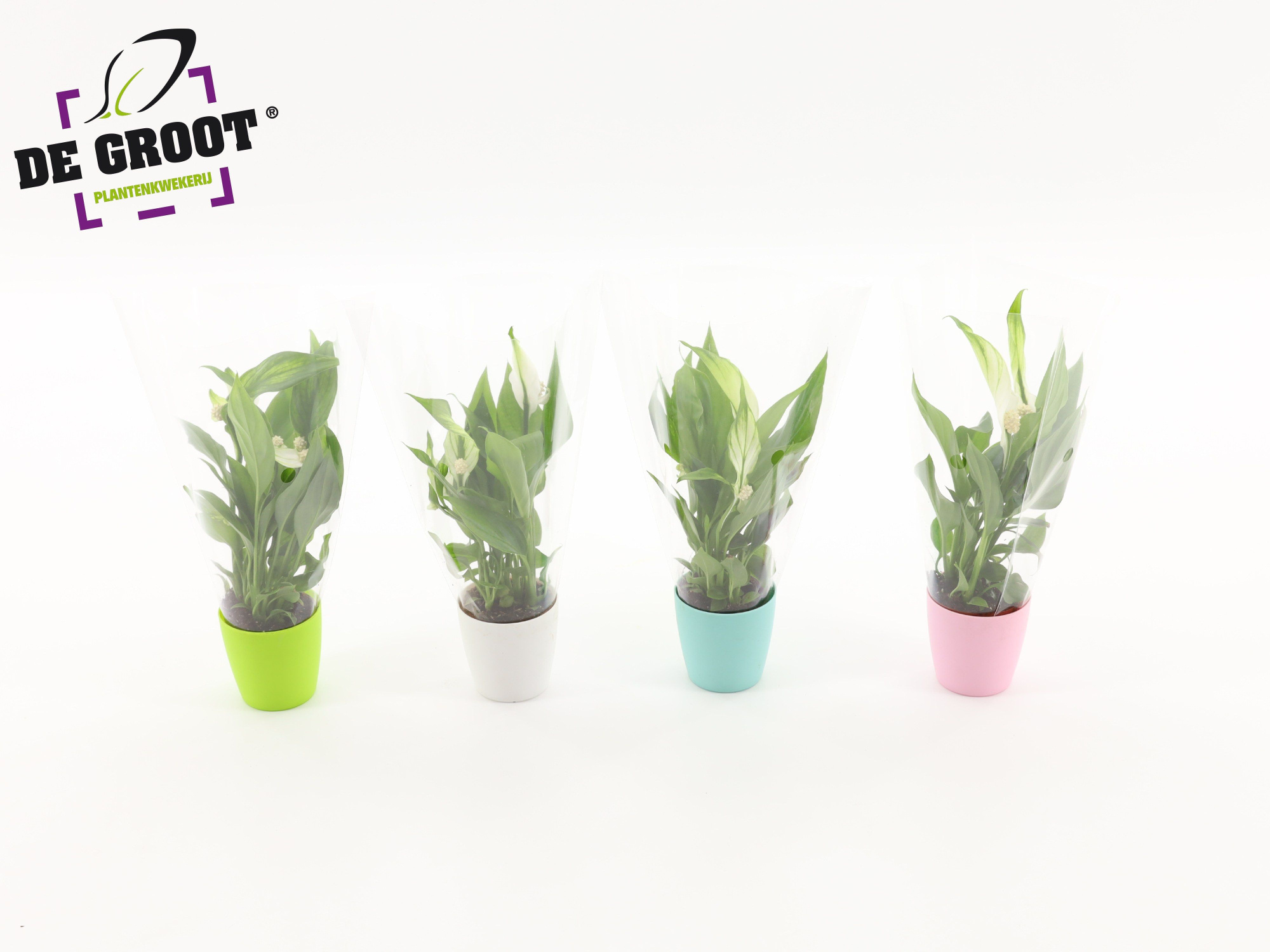 Spathiphyllum Alana in kunststofoverpotje, D 6