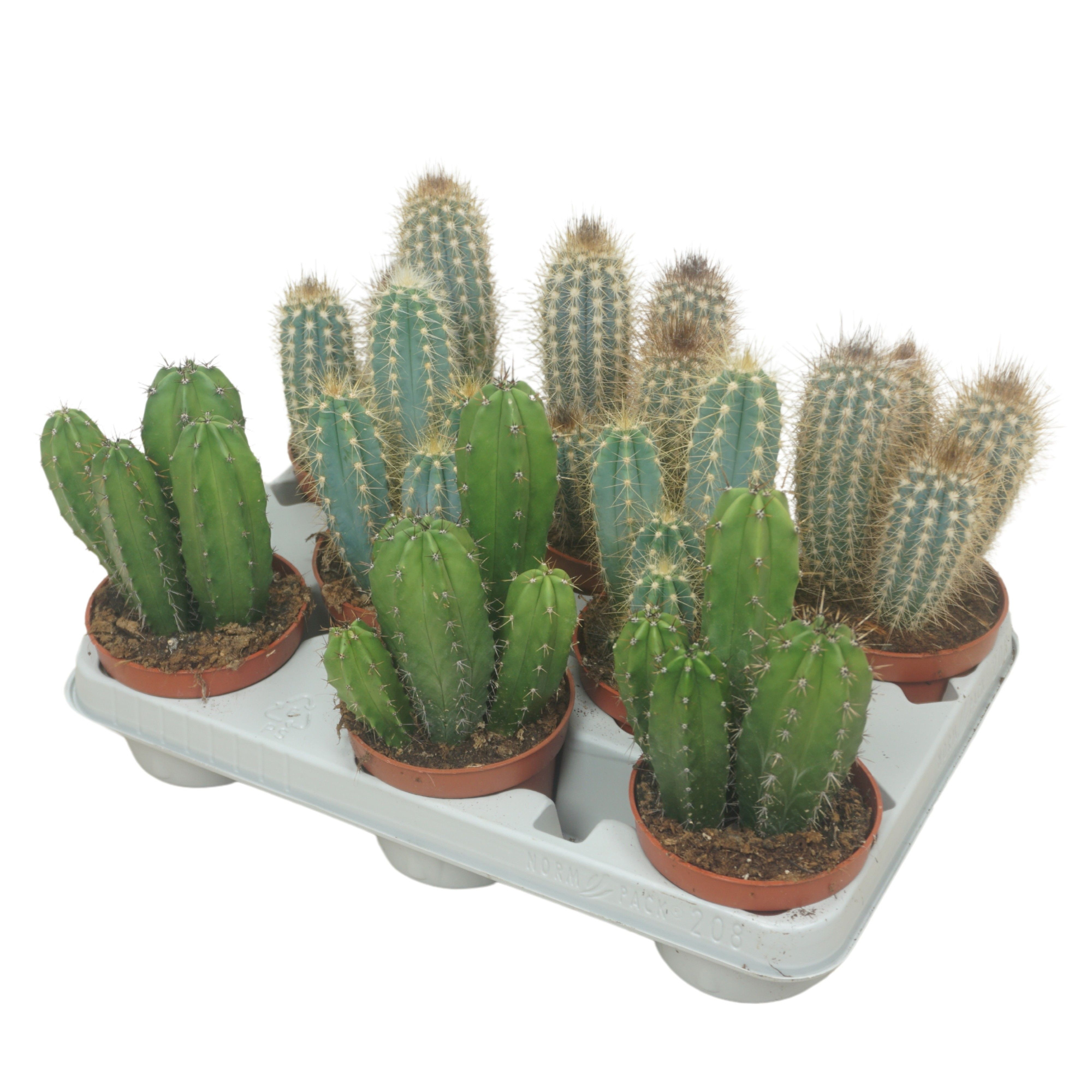 Cereus mix 10,5 cm in 8 gaats tray, D 10,5