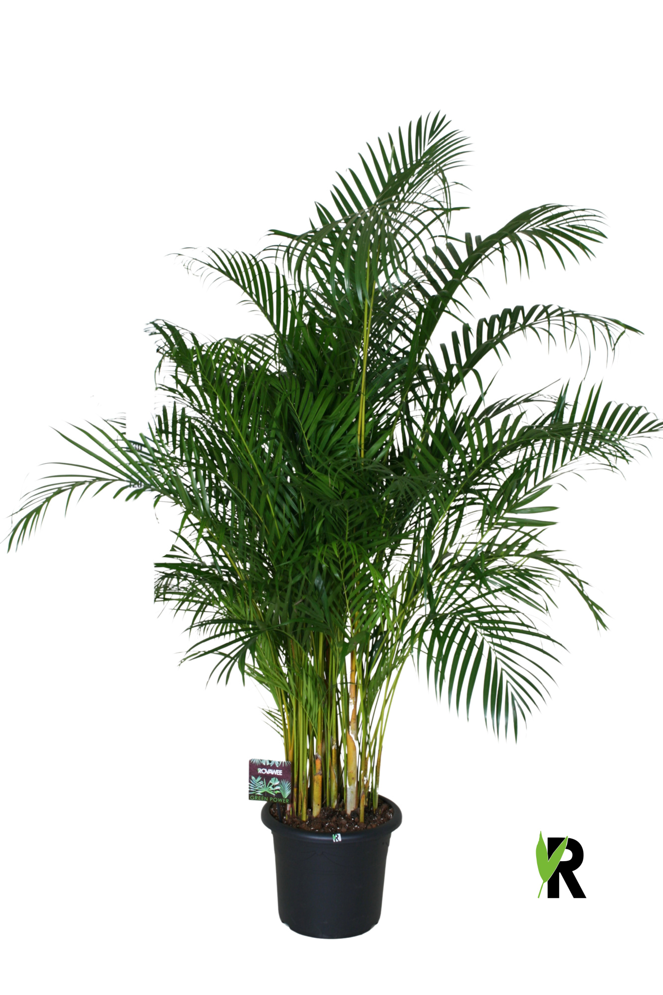 Dypsis lutescens, D 40