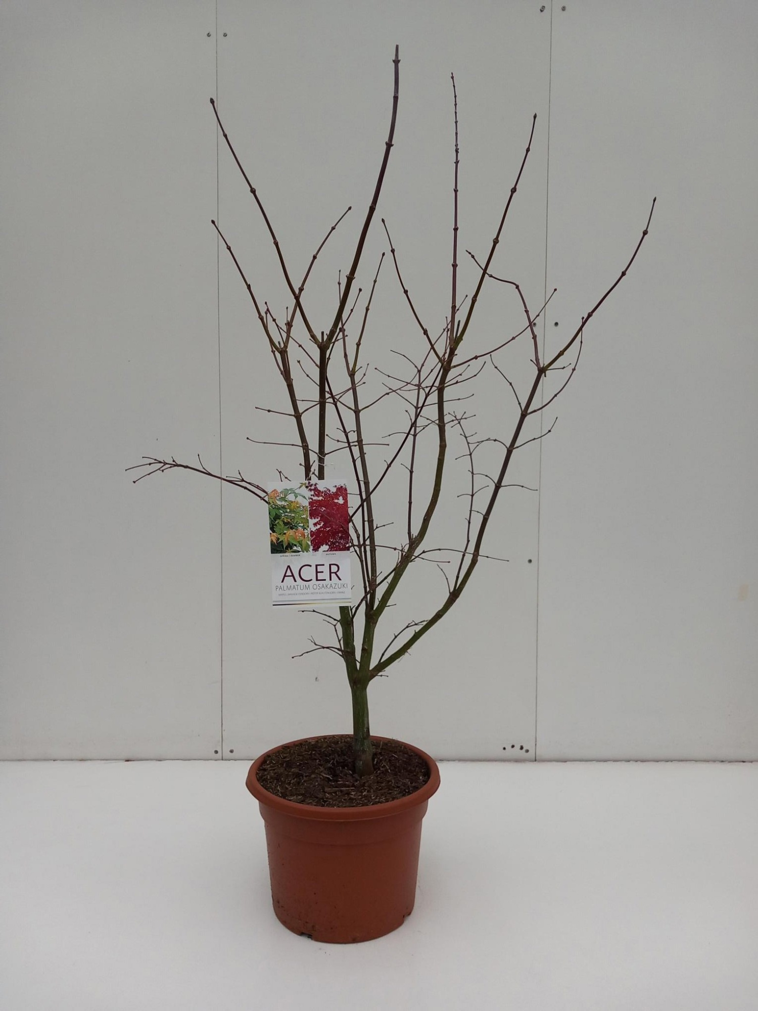 Acer palmatum Osakazuki, D 32