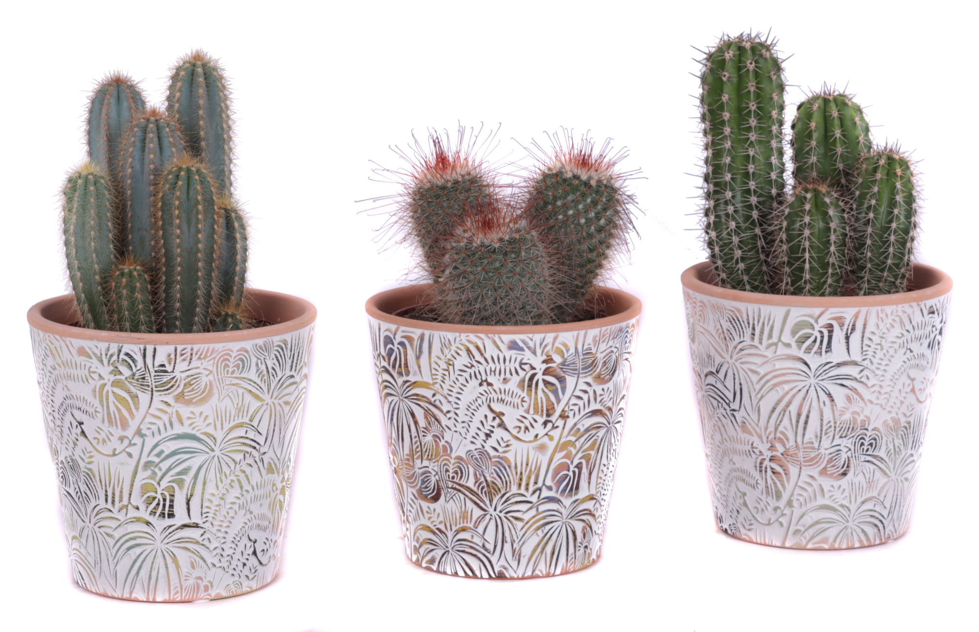 Cactus mix Ø12cm in Ø14cm Ceramic Pot Jungle, D 14