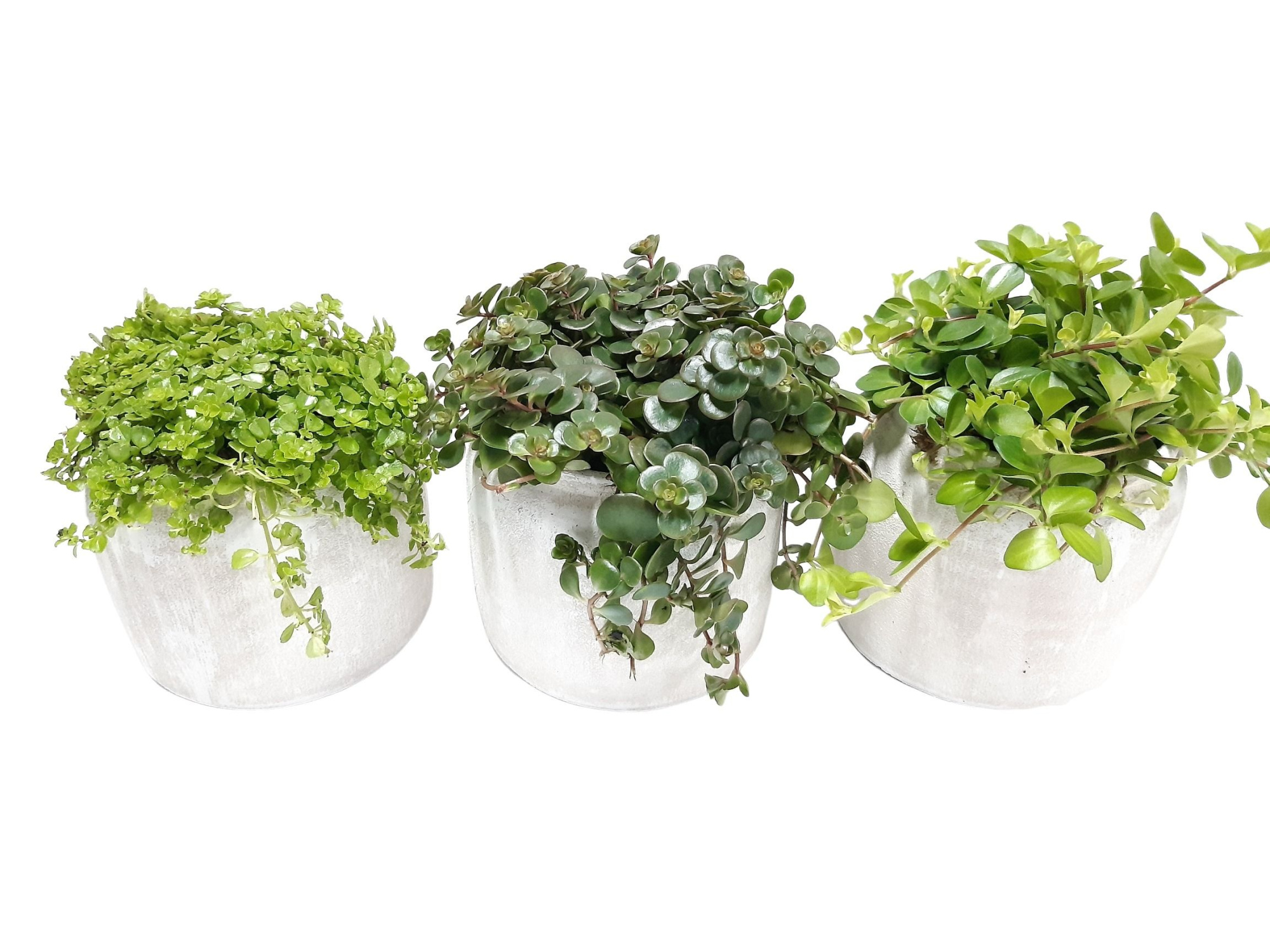 RWP16GEM Rude White Pot Groenmix, D 16