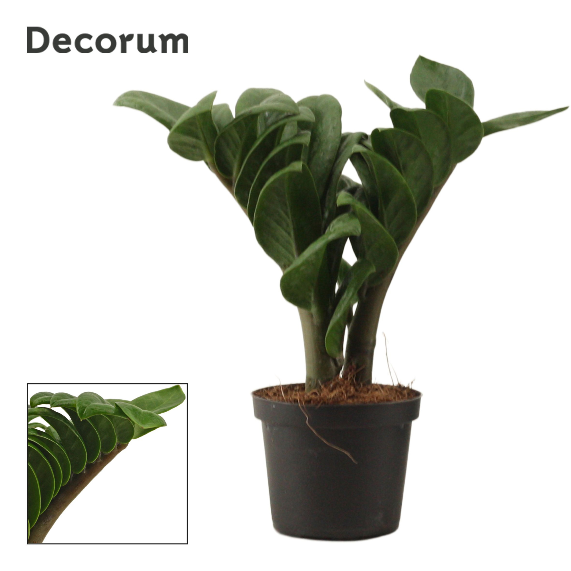 Zamioculcas Zenzi V-Leaf 9 cm Decorum, 2 veren, D 9