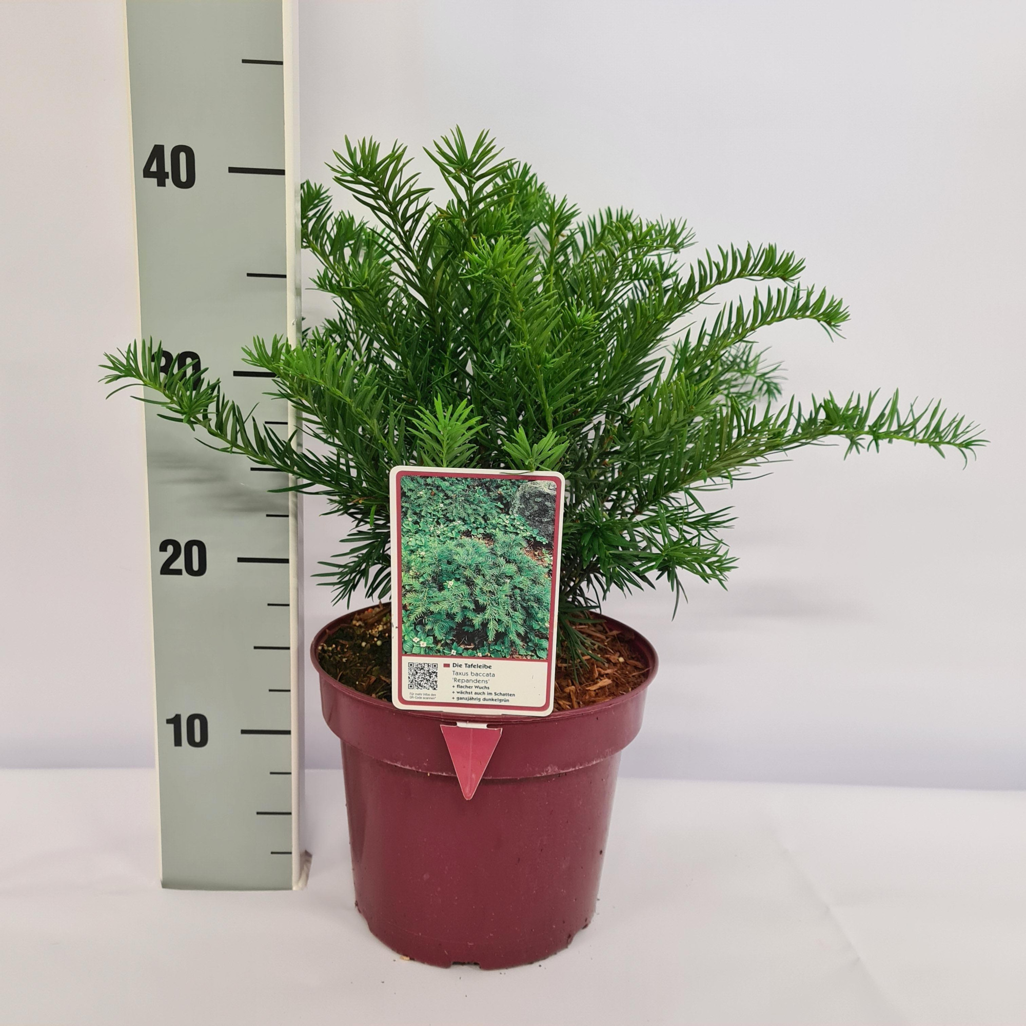 Taxus baccata 'Repandens' C3 20-25, D 19