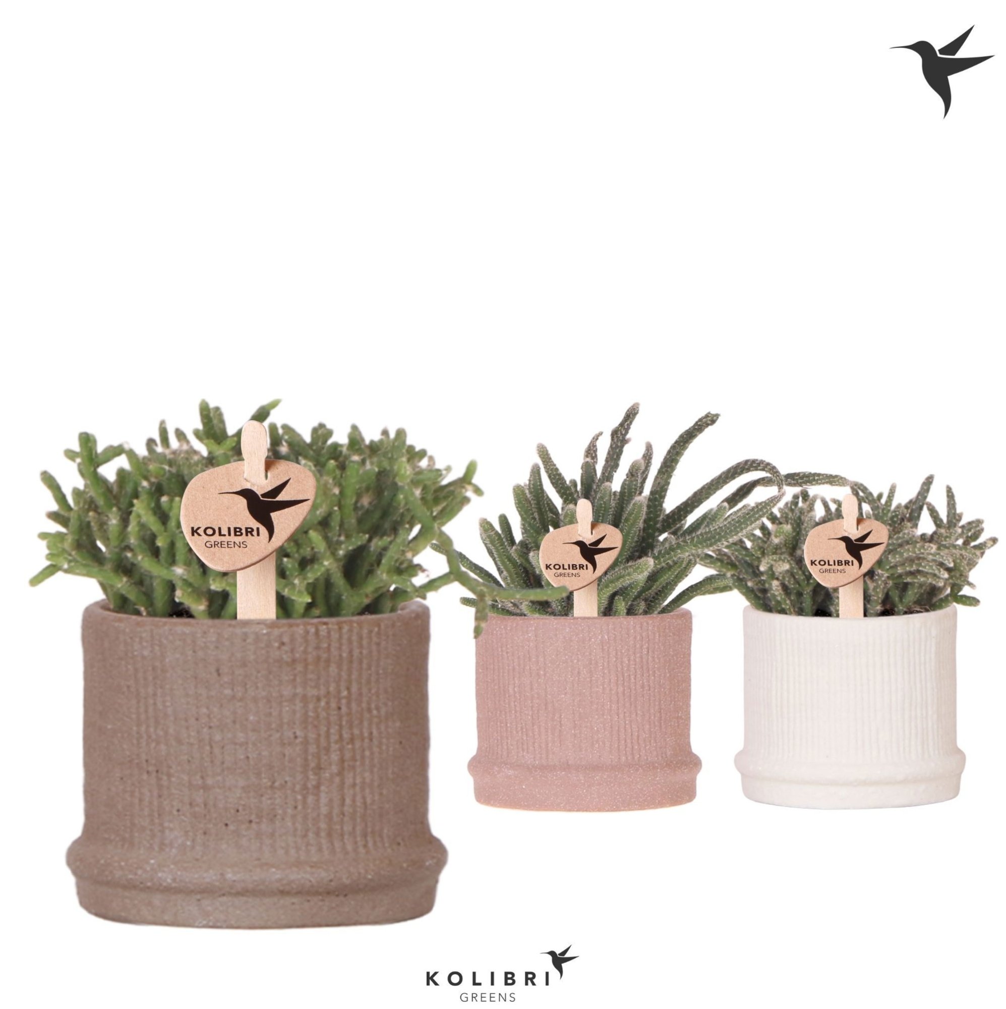 Kolibri Greens Rhipsalis mix in Bali pot mix, D 6