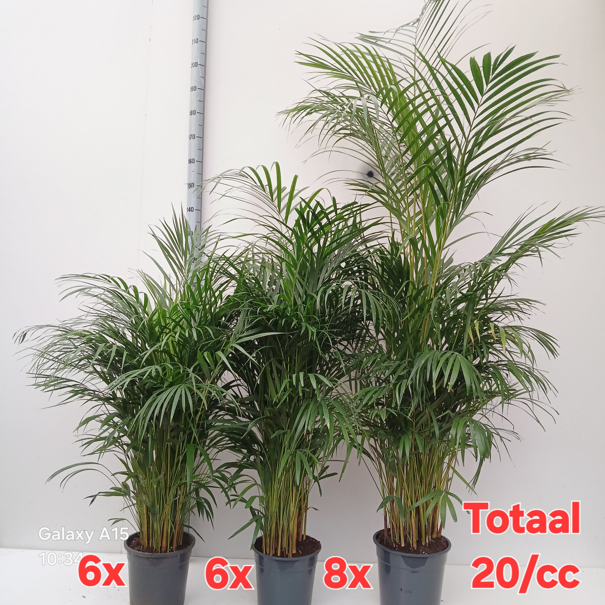 dypsis lutescens, D 27