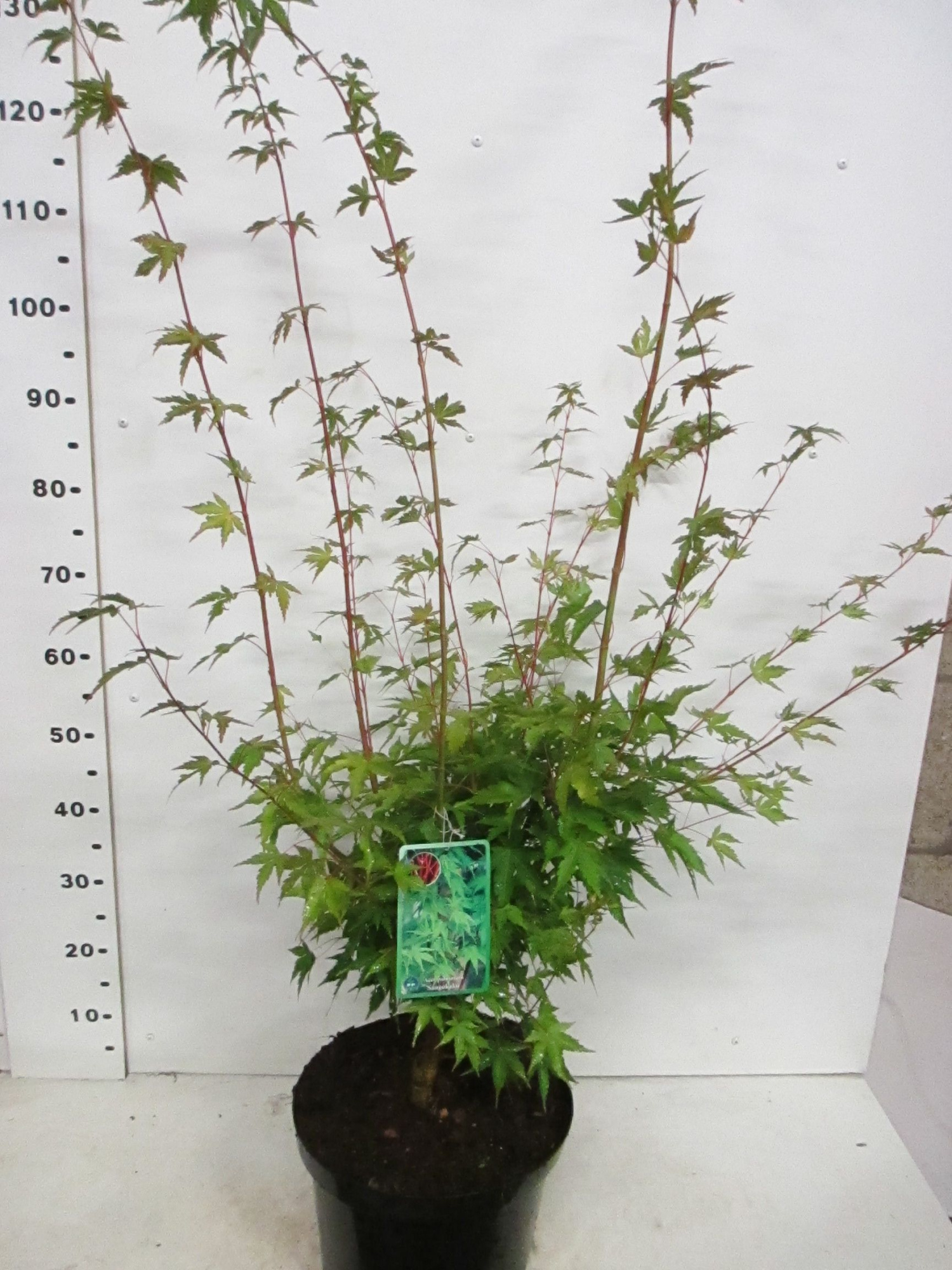 Acer palm. Sangokaku 80-100 P28, D 28