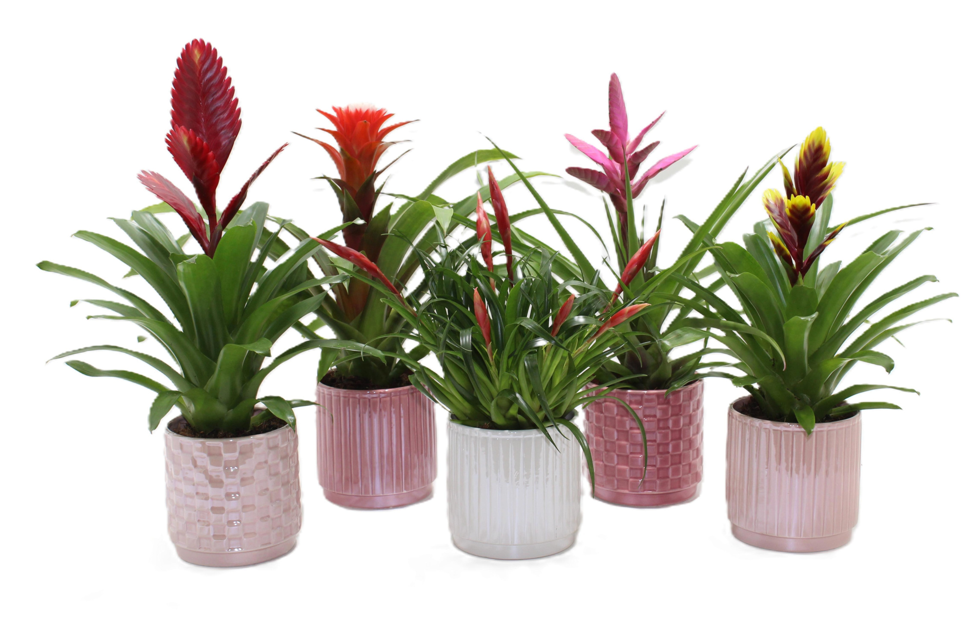 Bromelia Adventure Glamour Ompot, D 12