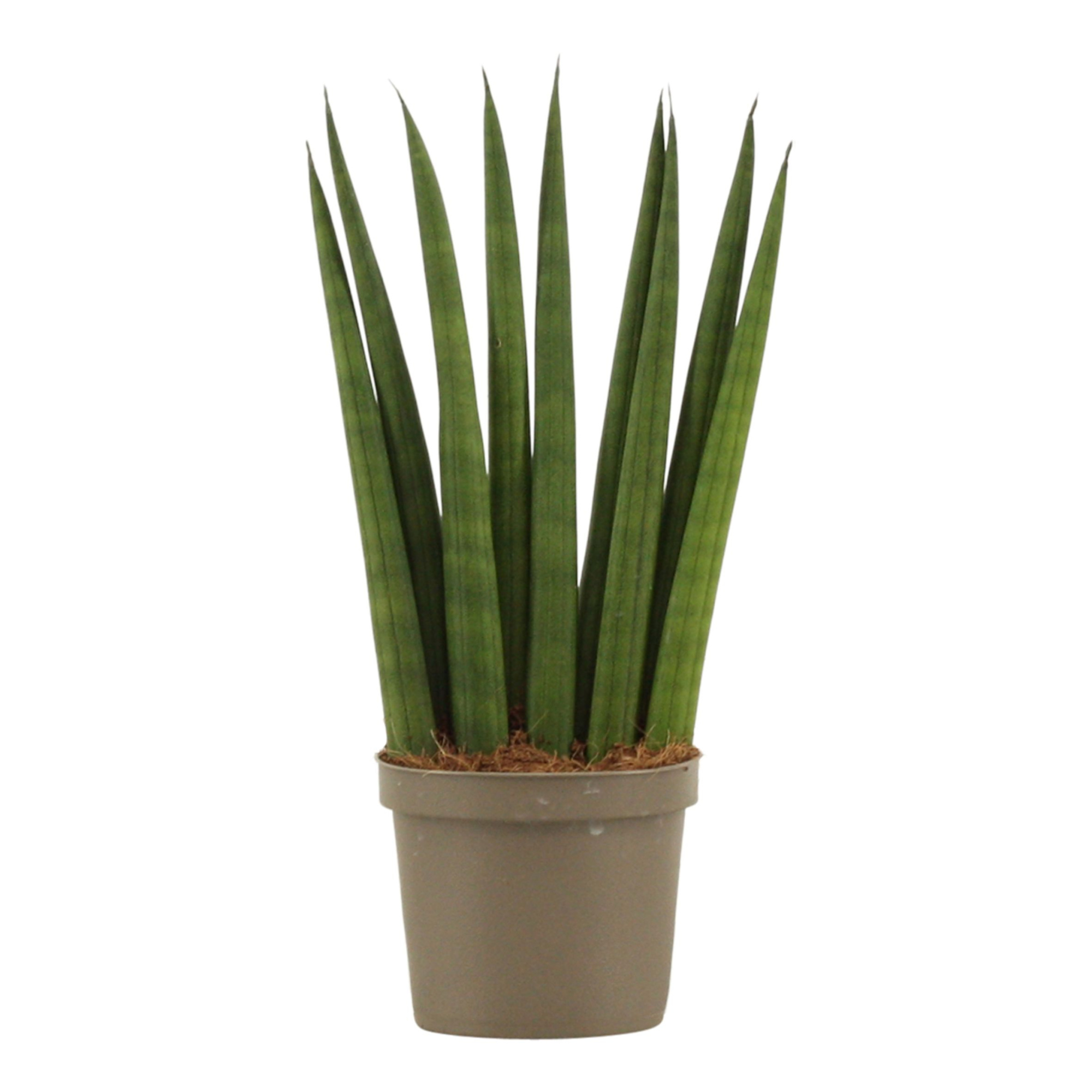 Sansevieria Cylindrica 9 cm Fan, D 9